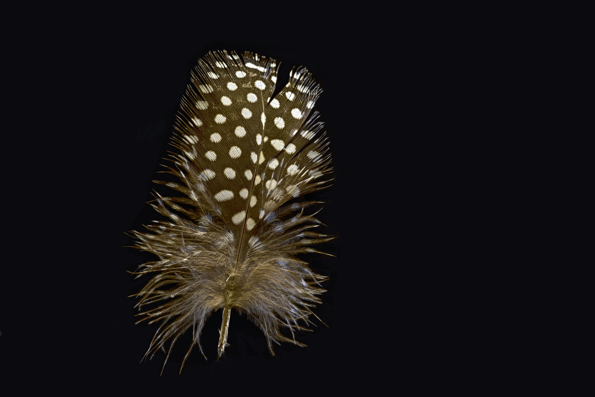 Tokina AT-X Pro 100mm F2.8 Macro sample photo. To be like a feather photography