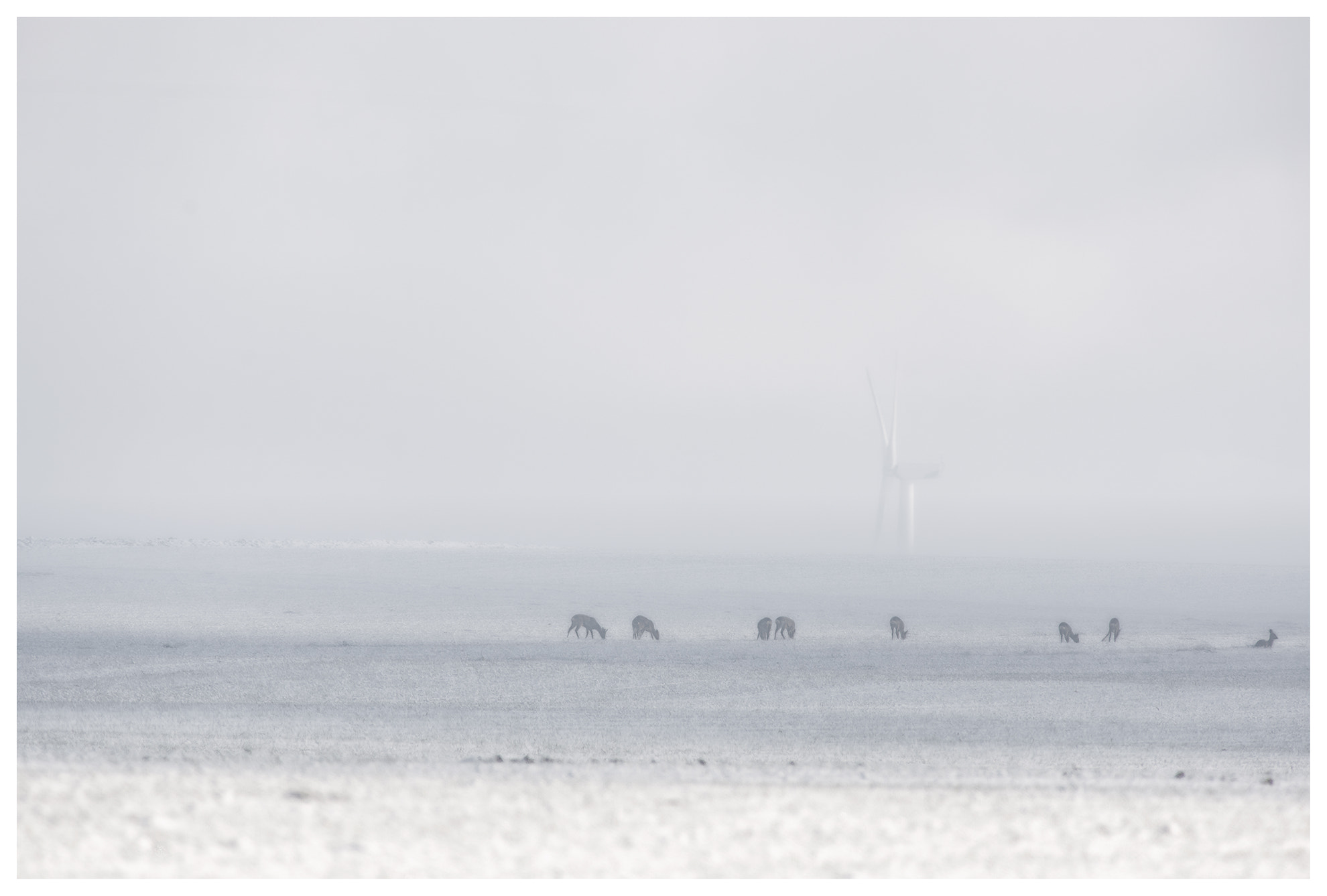 Nikon AF-S Nikkor 300mm F2.8G ED VR II sample photo. A gang ... photography