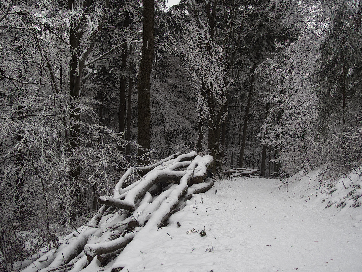 Olympus OM-D E-M5 sample photo. Winter forest photography