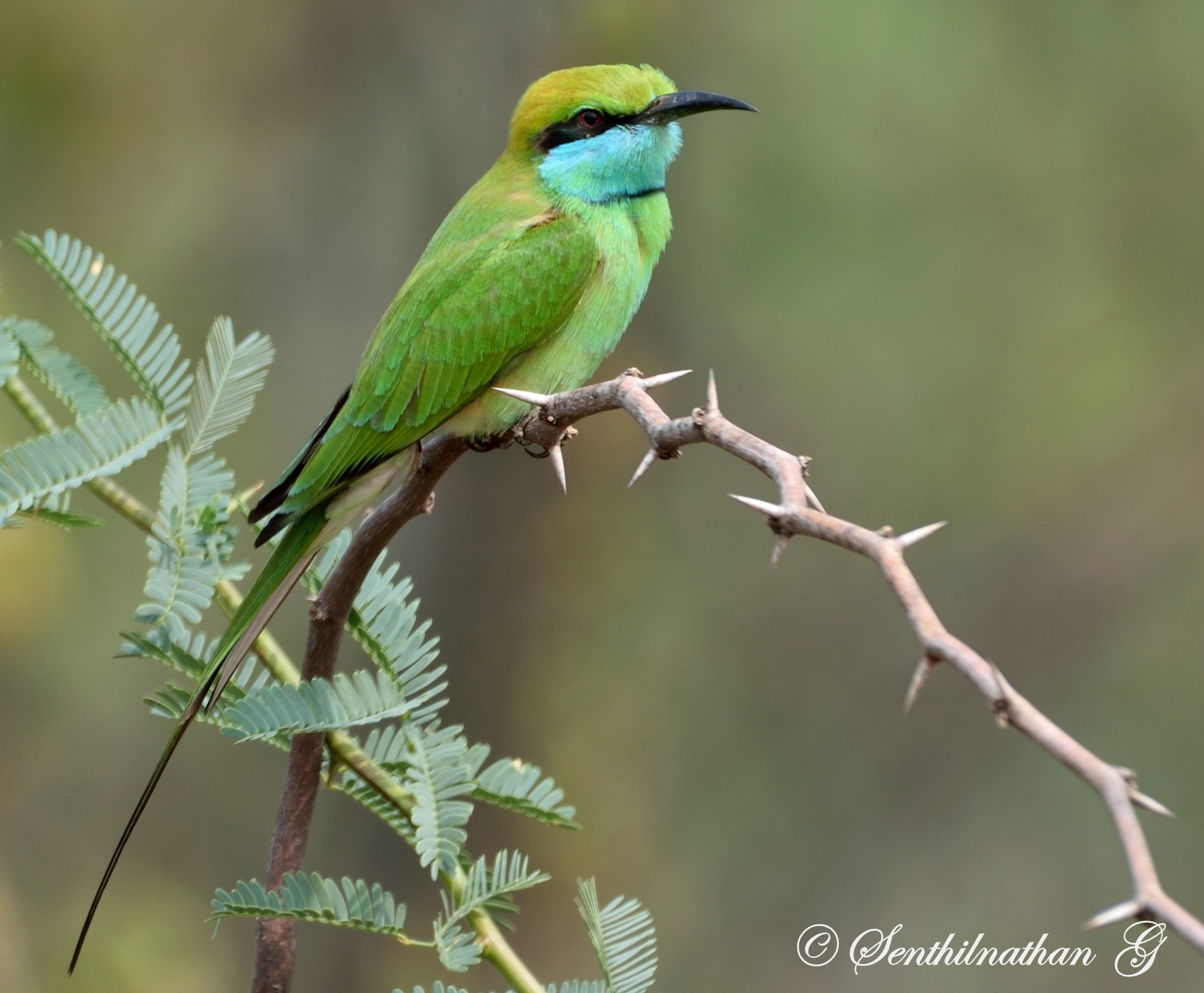 Nikon AF-S Nikkor 200-500mm F5.6E ED VR sample photo. Green bee-eater photography