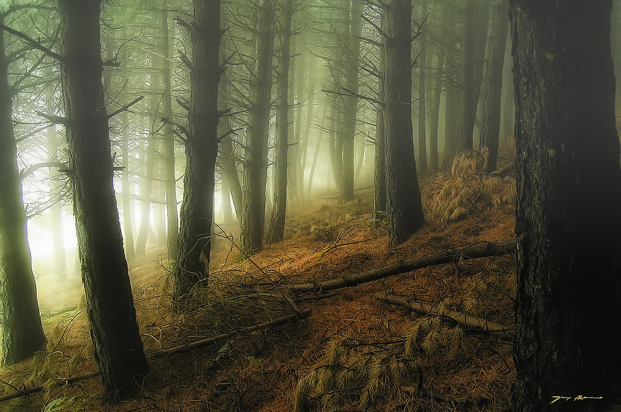 KONICA MINOLTA DiMAGE Z1 sample photo. Niebla en el bosque photography