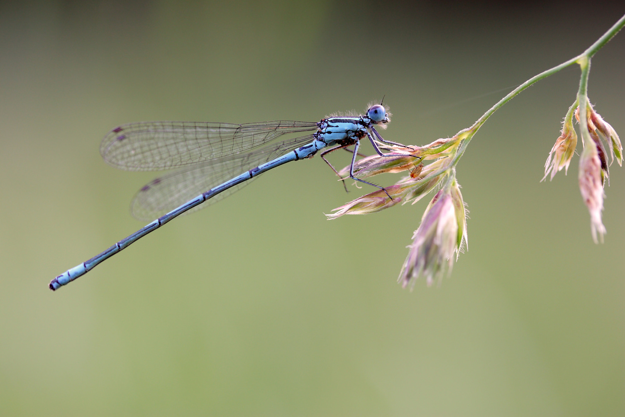 Canon EF-S 60mm F2.8 Macro USM sample photo. Die azurjungfern (coenagrion) photography