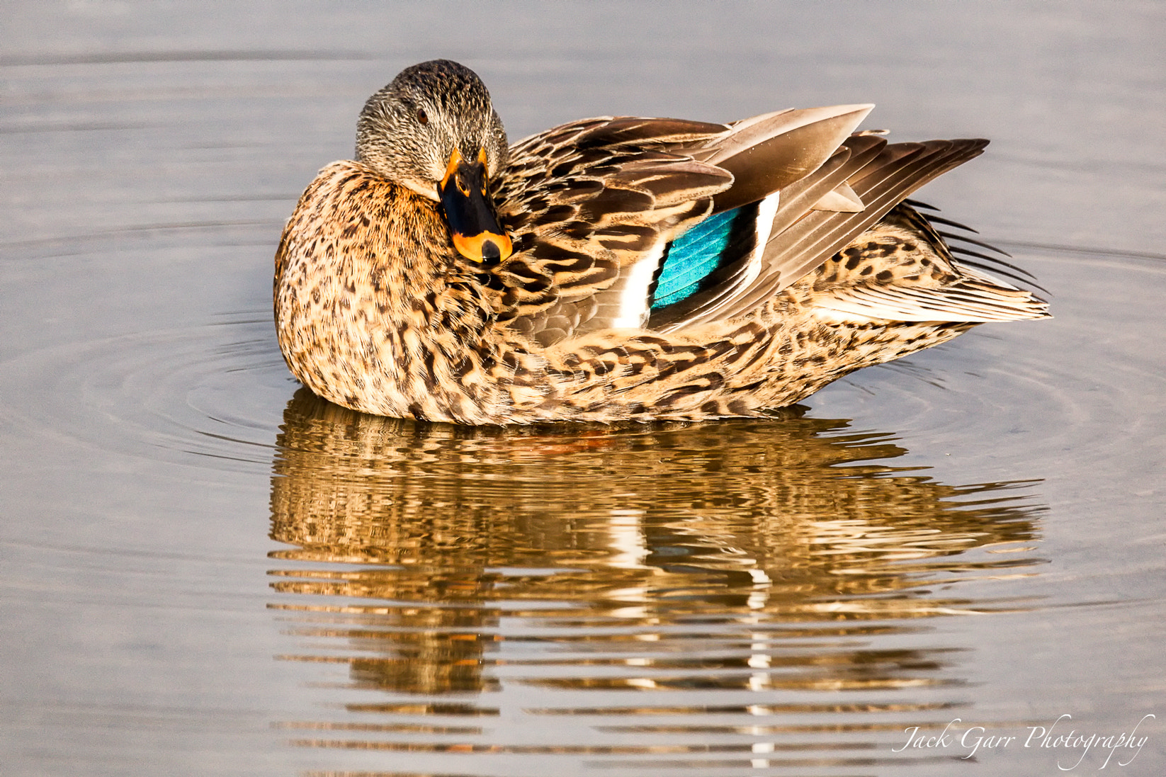 150-600mm F5-6.3 DG OS HSM | Sports 014 sample photo. Female mallard photography