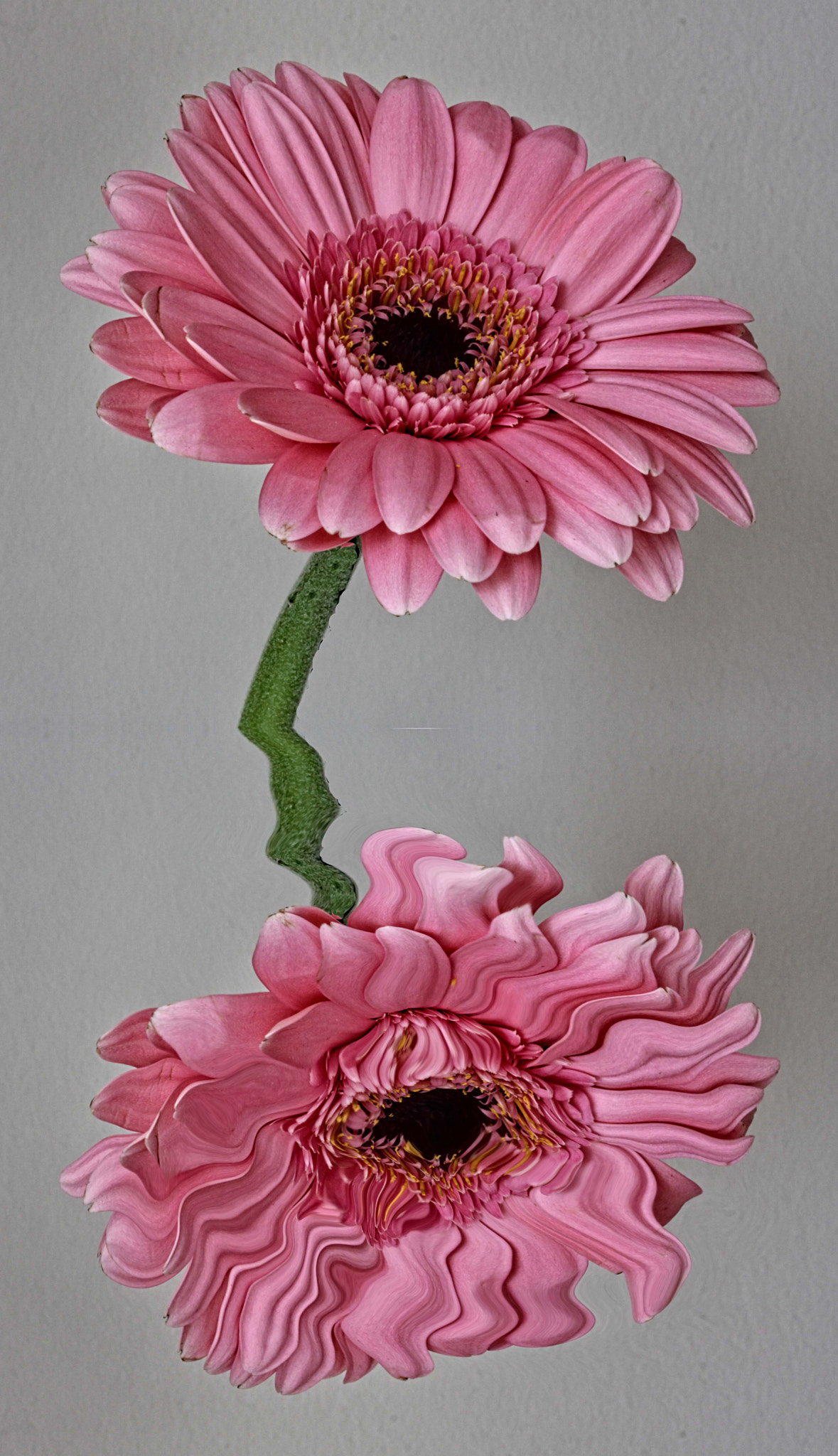 Canon EF-S 60mm F2.8 Macro USM sample photo. Digref liq photography