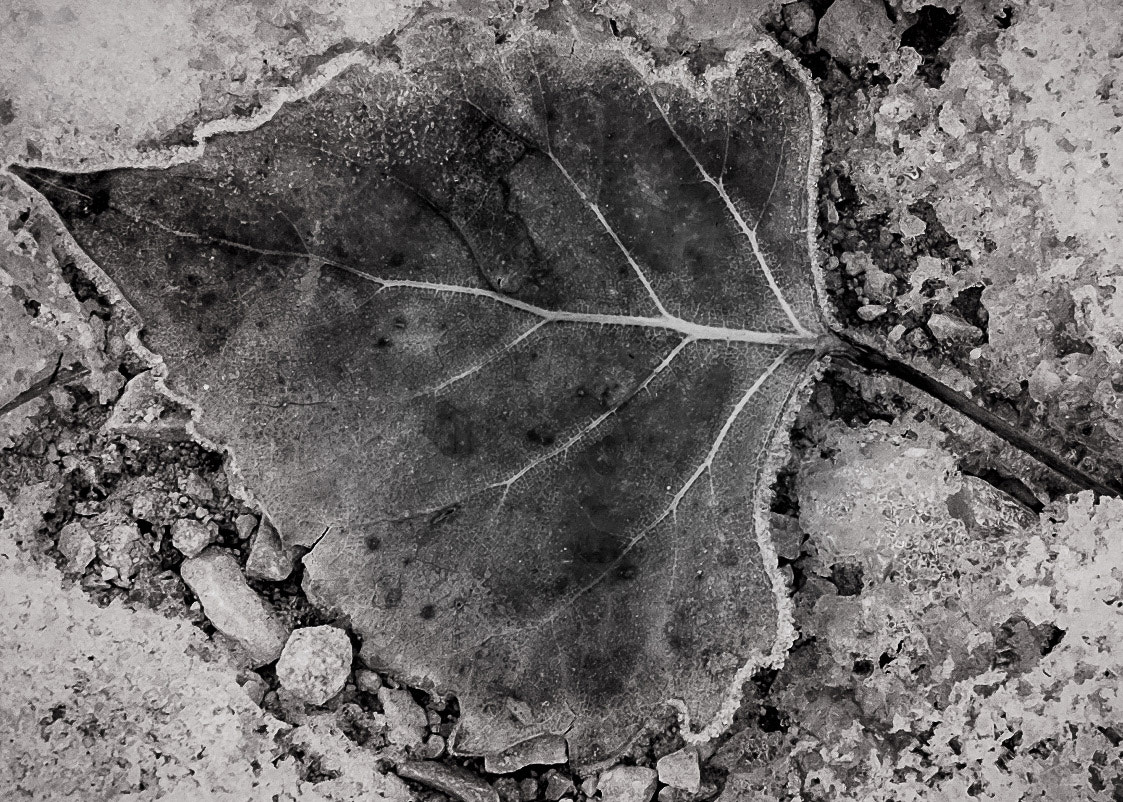 Fujifilm X-T10 sample photo. Frosty leaf photography