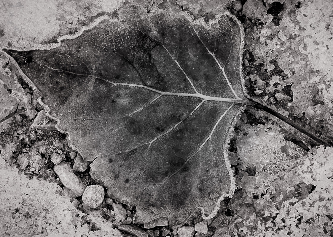 Fujifilm X-T10 + Fujifilm XC 50-230mm F4.5-6.7 OIS II sample photo. Frosty leaf photography