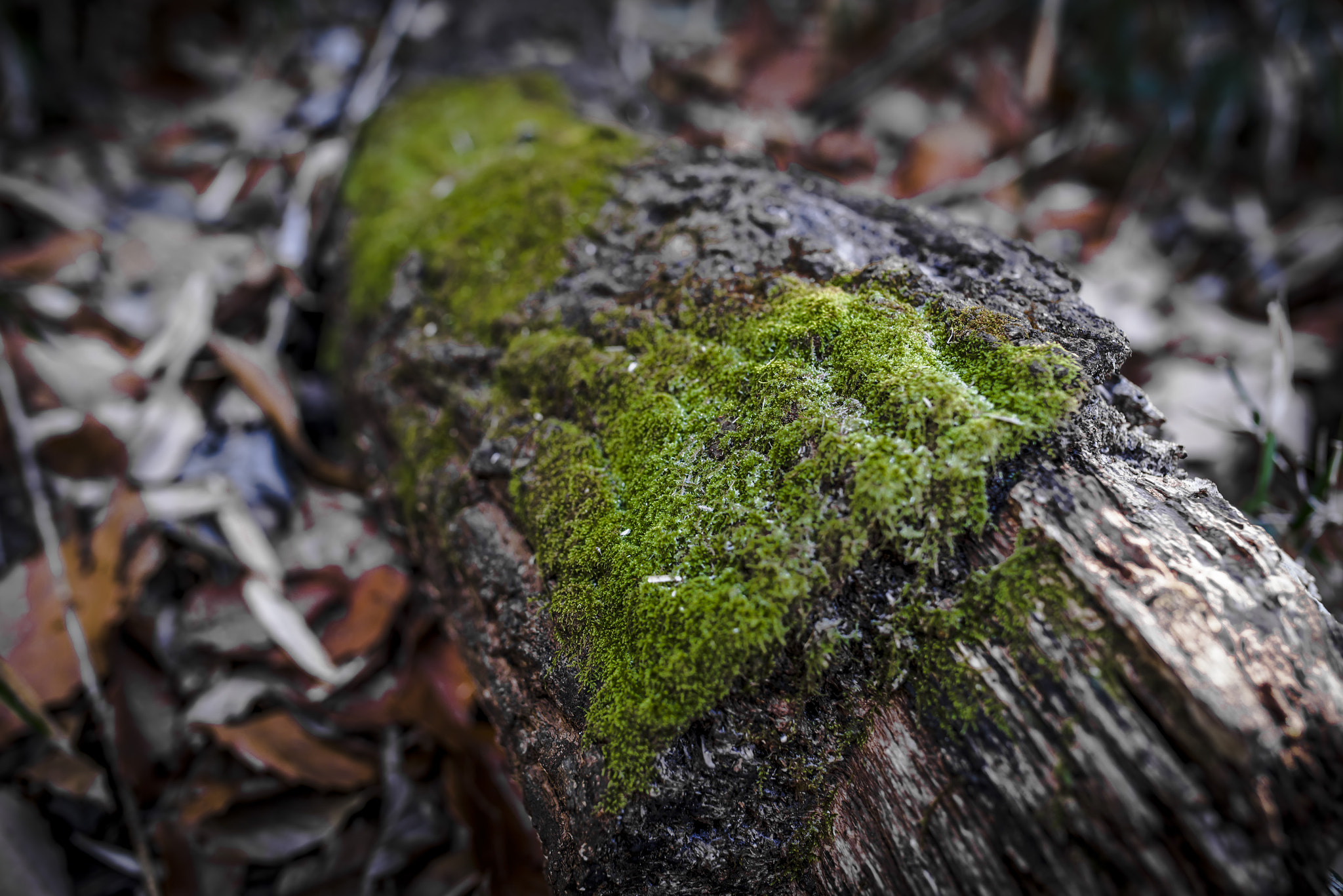 Pentax K-1 + Sigma 35mm F1.4 DG HSM Art sample photo. Imgp photography