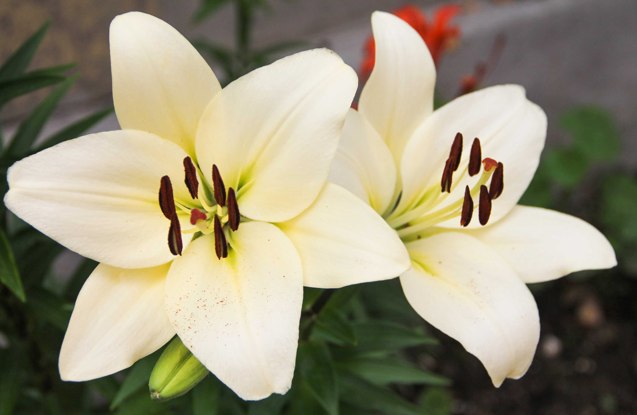 Canon EF-S 18-135mm F3.5-5.6 IS sample photo. Lily. photography
