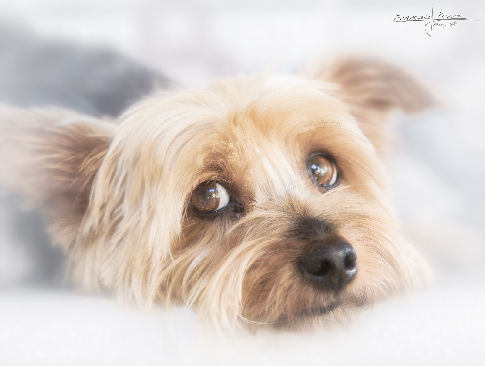 Sigma 70-200mm F2.8 EX DG Macro HSM II sample photo. Oskar photography