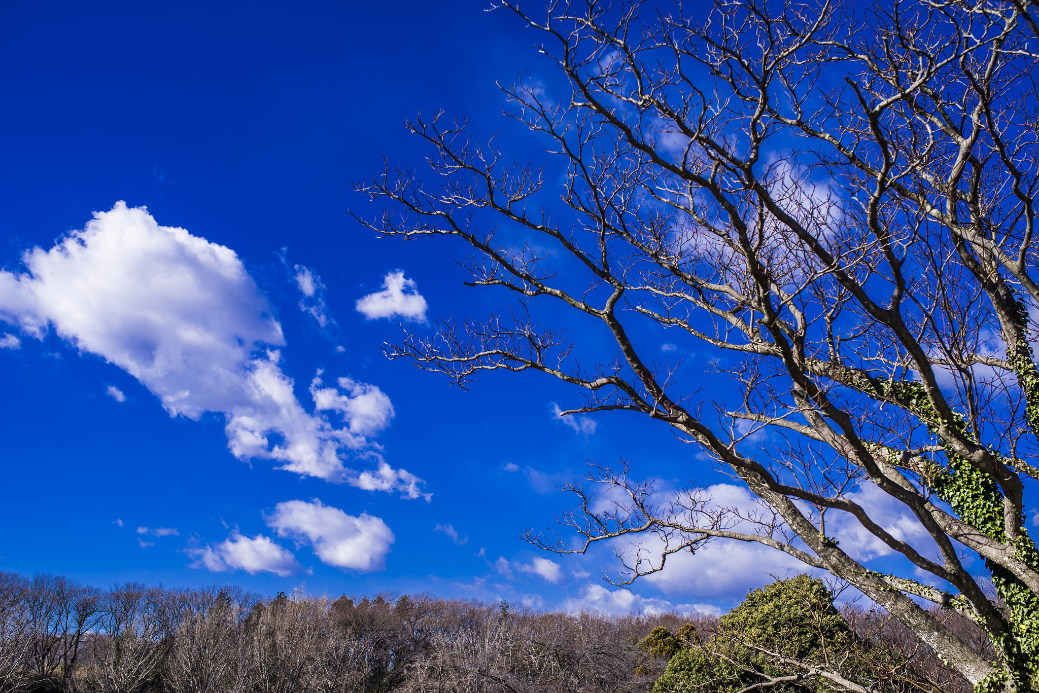 Pentax K-1 + Sigma 35mm F1.4 DG HSM Art sample photo