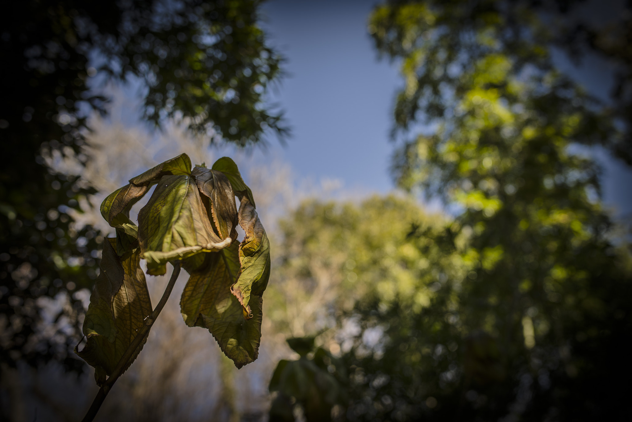 Pentax K-1 + Sigma 35mm F1.4 DG HSM Art sample photo. Imgp photography