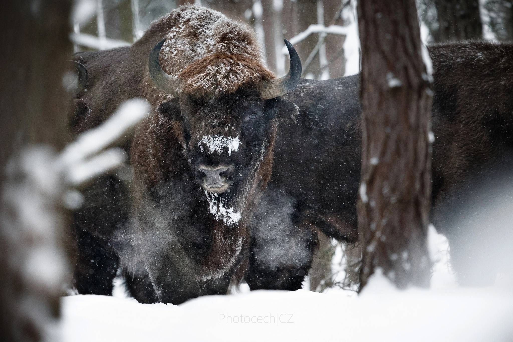 Canon EF 300mm F2.8L IS II USM sample photo. Straight from the hell photography