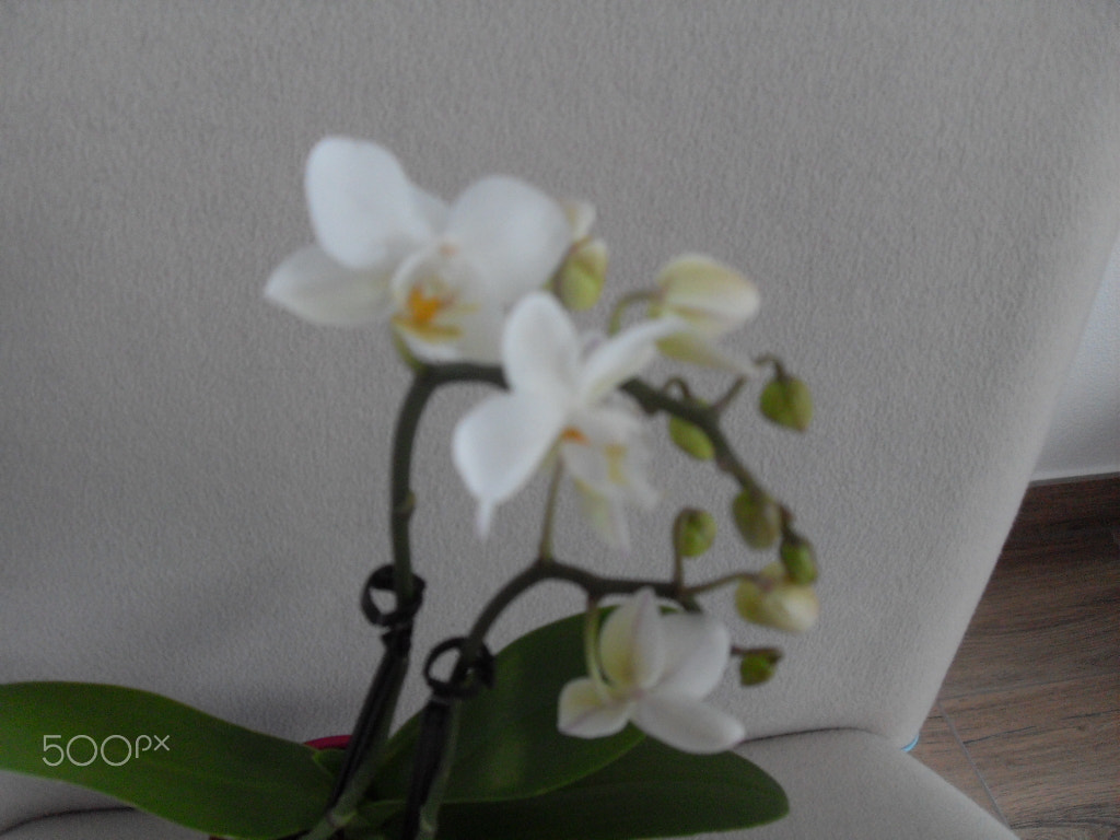Samsung VLUU L100, M100  / Samsung L100, M100 sample photo. Blume photography