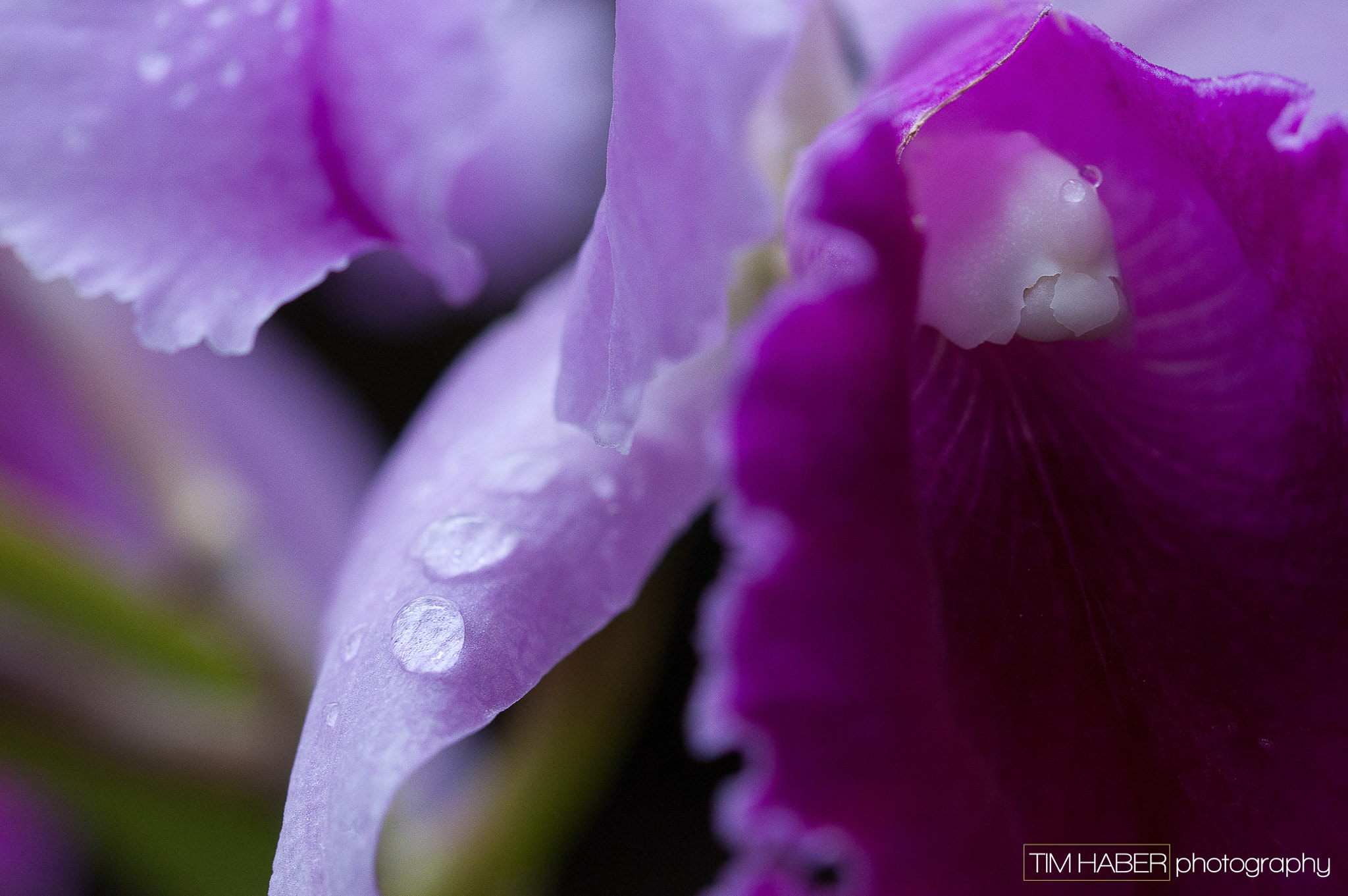 Nikon D90 + Sigma 105mm F2.8 EX DG OS HSM sample photo. Flower with droplets (2) photography