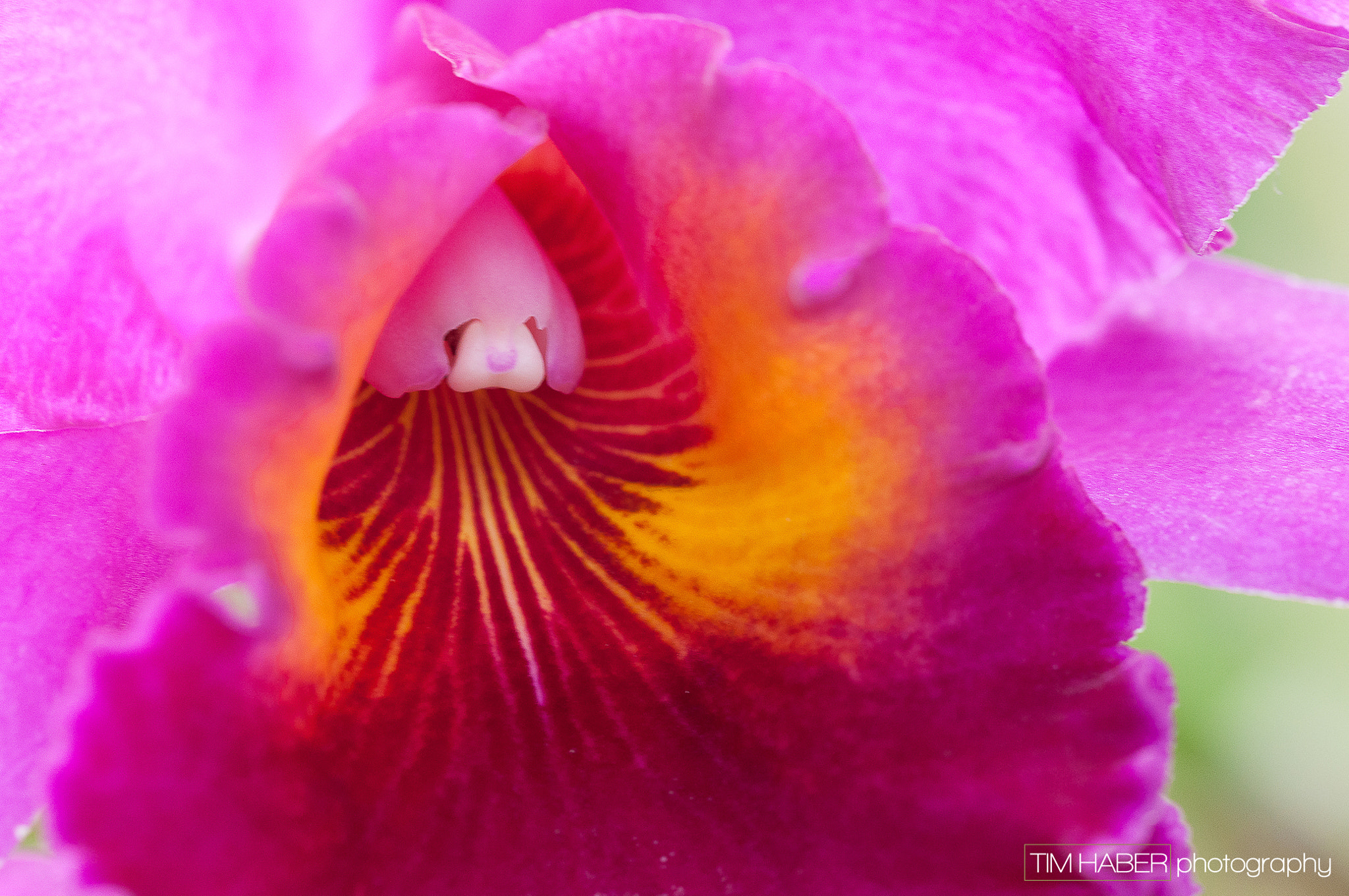 Sigma 105mm F2.8 EX DG OS HSM sample photo. Stigma takes a peek photography