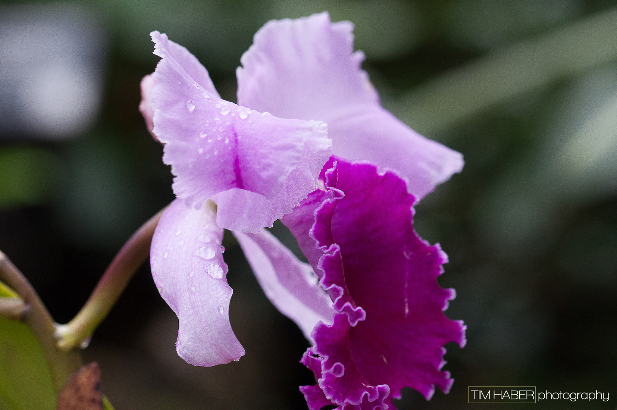 Nikon D90 sample photo. Flower with droplets (2) photography