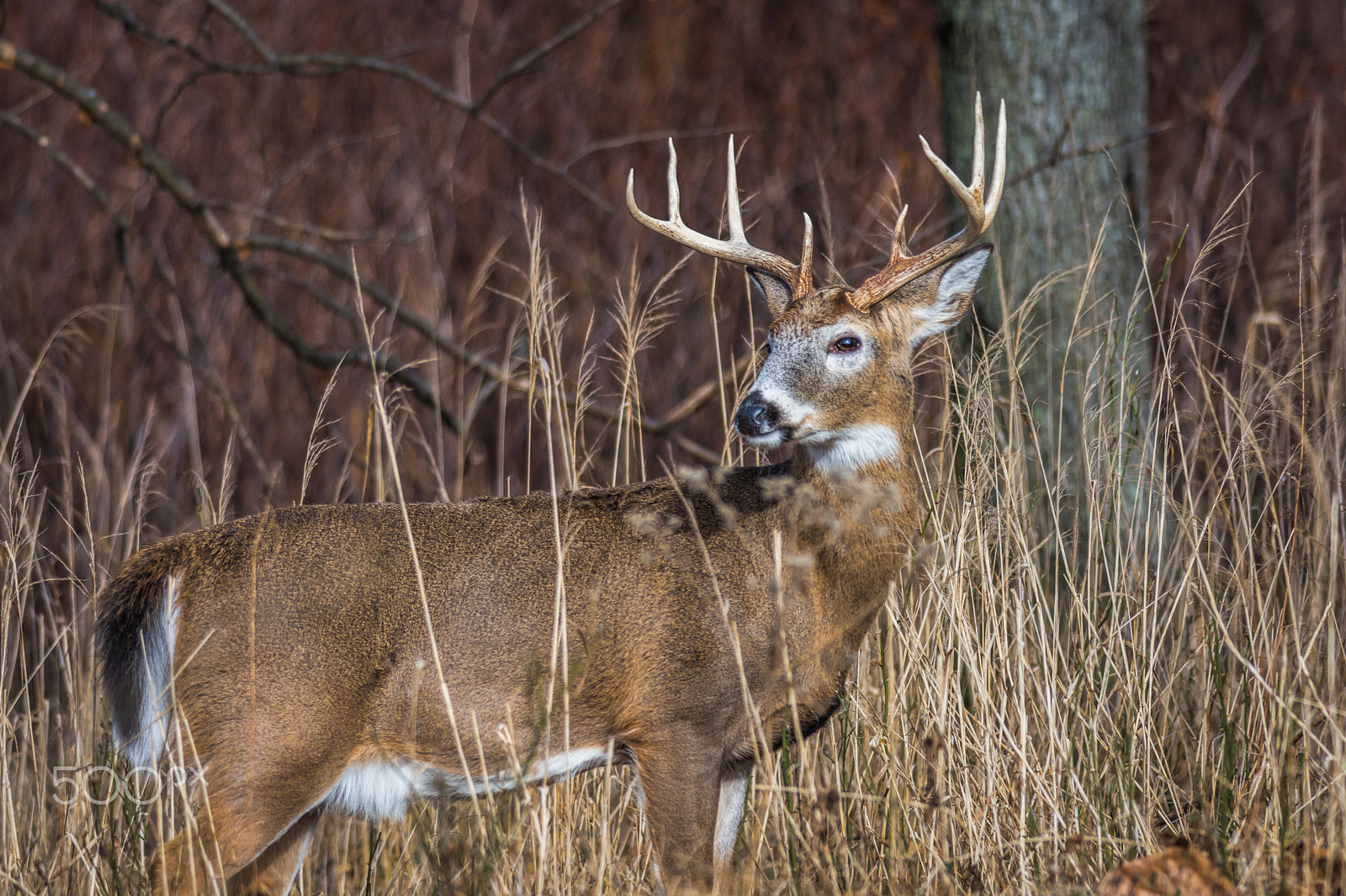 Nikon D7200 + Nikon AF-S Nikkor 300mm F4D ED-IF sample photo. Majestic whitetail buck photography