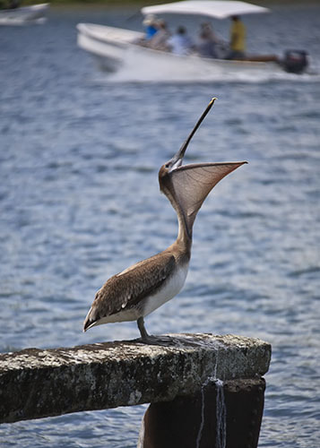 Canon EOS 5D sample photo. Brown pelican, pelecanus occidentalis photography
