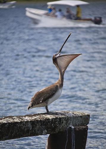 Canon EF 28-300mm F3.5-5.6L IS USM sample photo. Brown pelican, pelecanus occidentalis photography