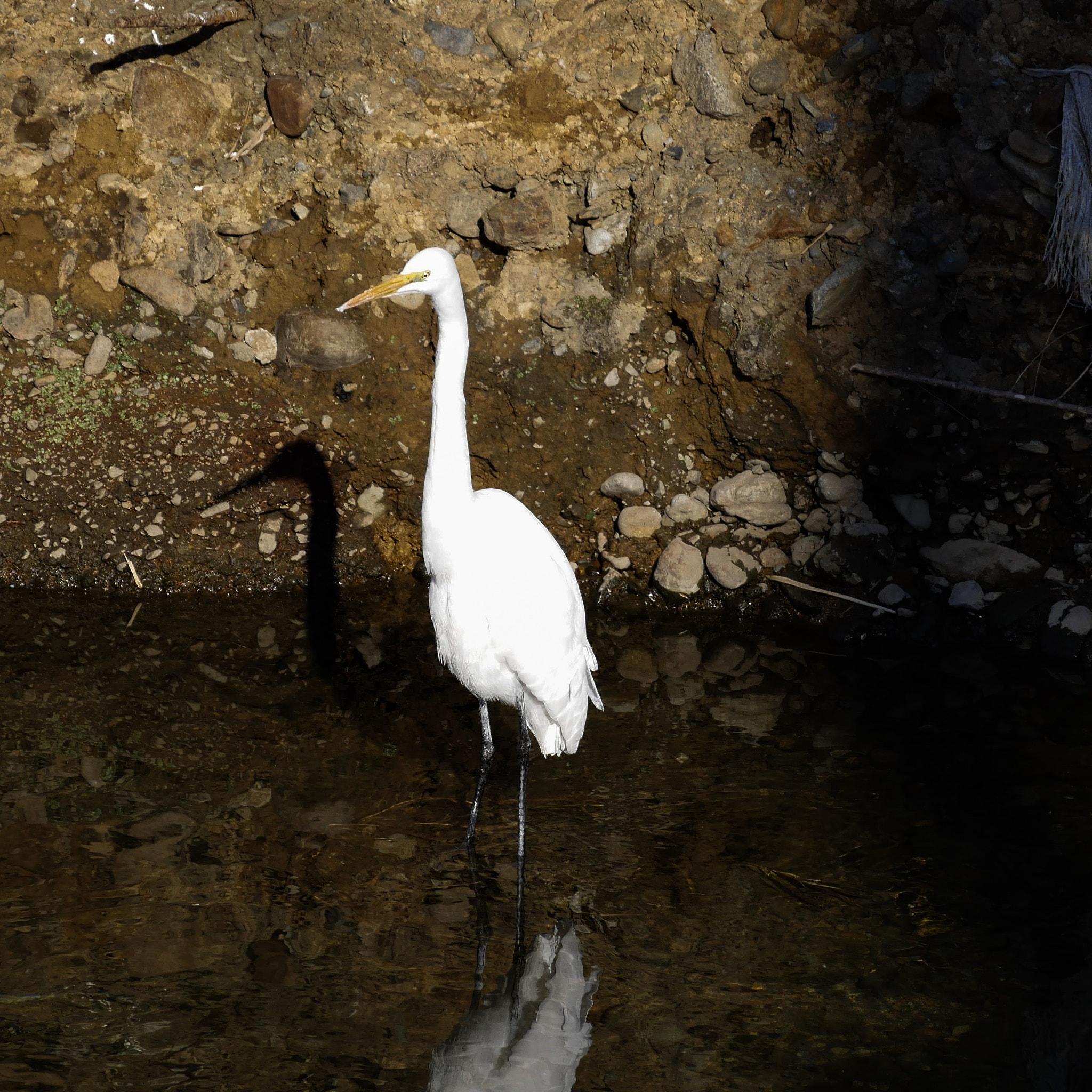 Panasonic Lumix DMC-G7 sample photo. Standing in the river photography