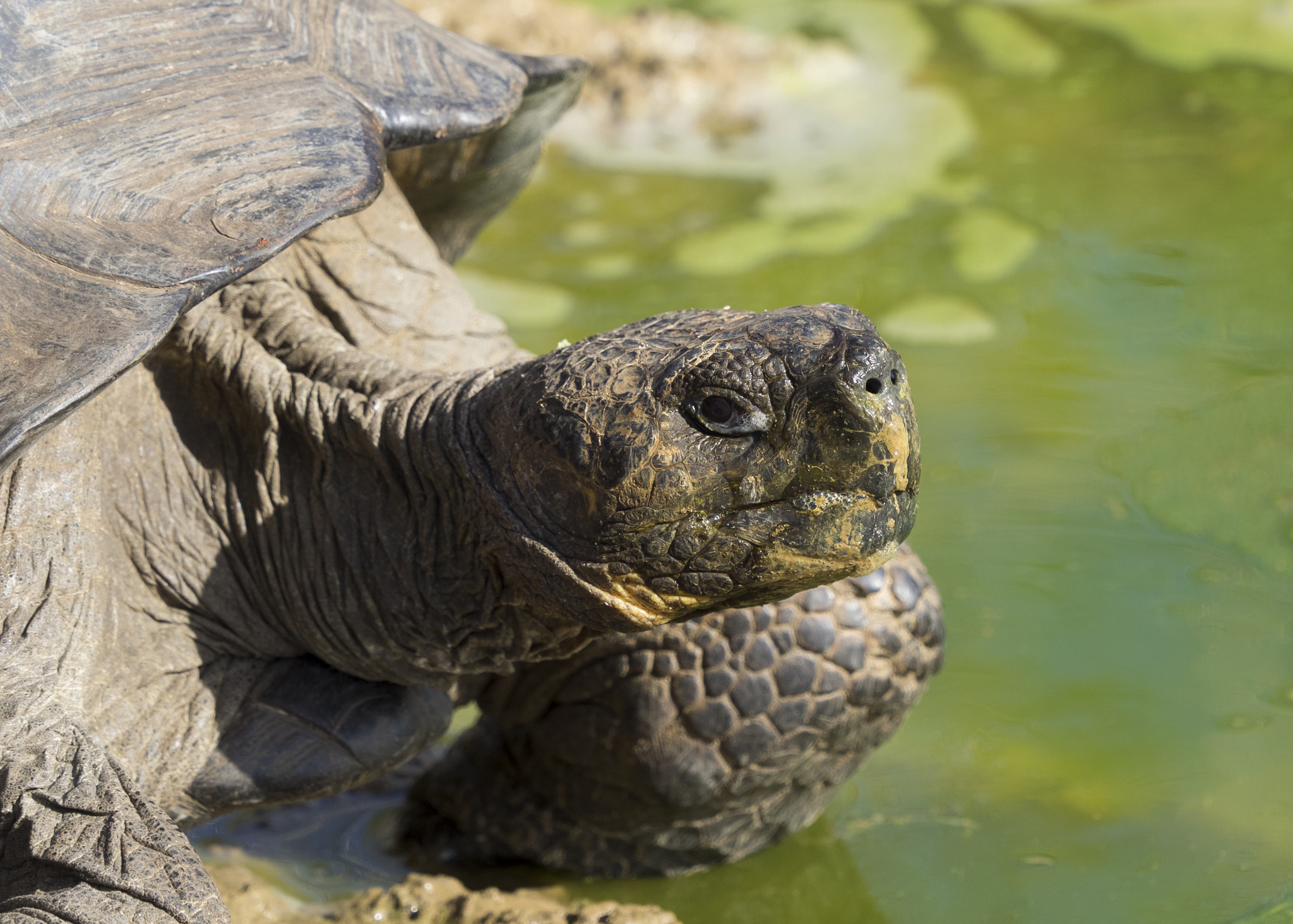 Olympus OM-D E-M1 + Olympus M.Zuiko Digital ED 40-150mm F2.8 Pro sample photo. Tortoise photography