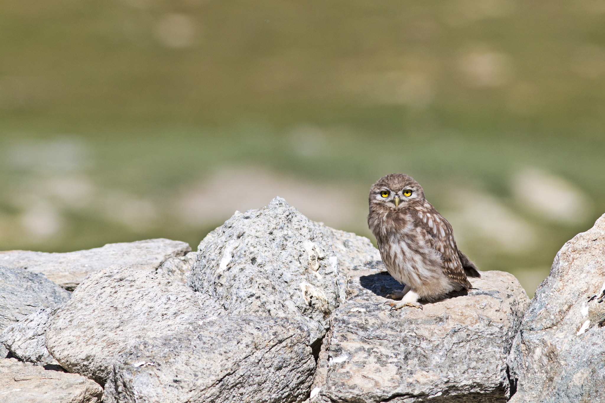 Canon EOS 70D + Canon EF 300mm F4L IS USM sample photo. Little owl photography