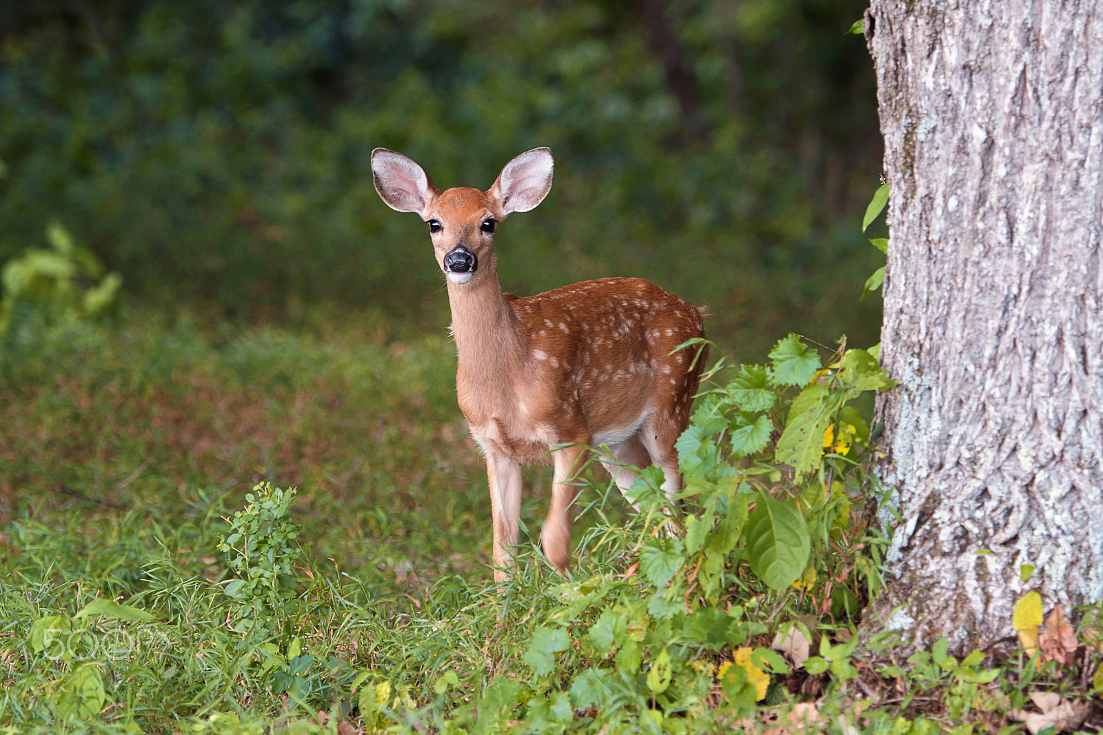 Nikon D7100 + Nikon AF-S Nikkor 80-400mm F4.5-5.6G ED VR sample photo. Curious fawn photography