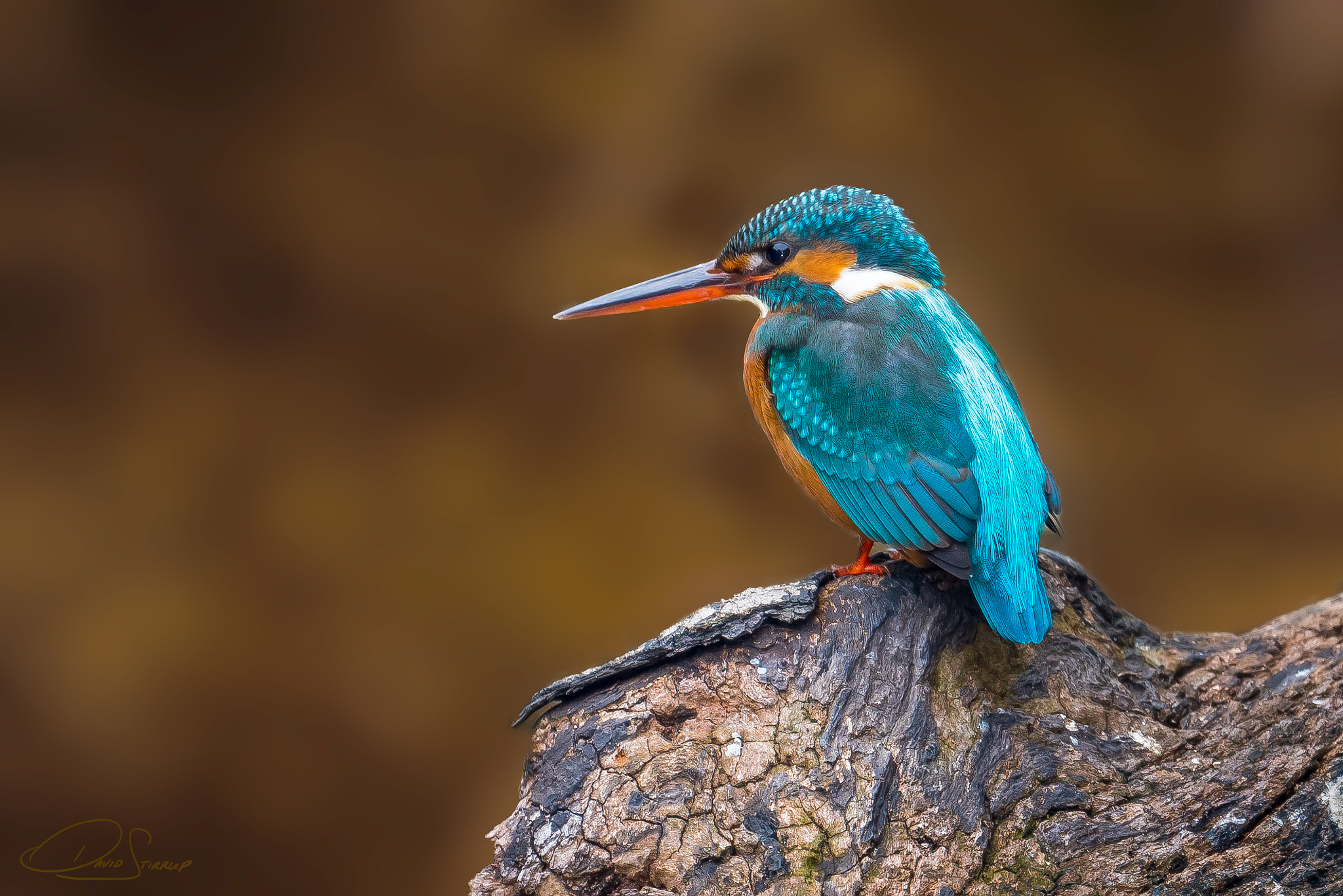 Nikon AF-S Nikkor 500mm F4E FL ED VR sample photo. King dao photography