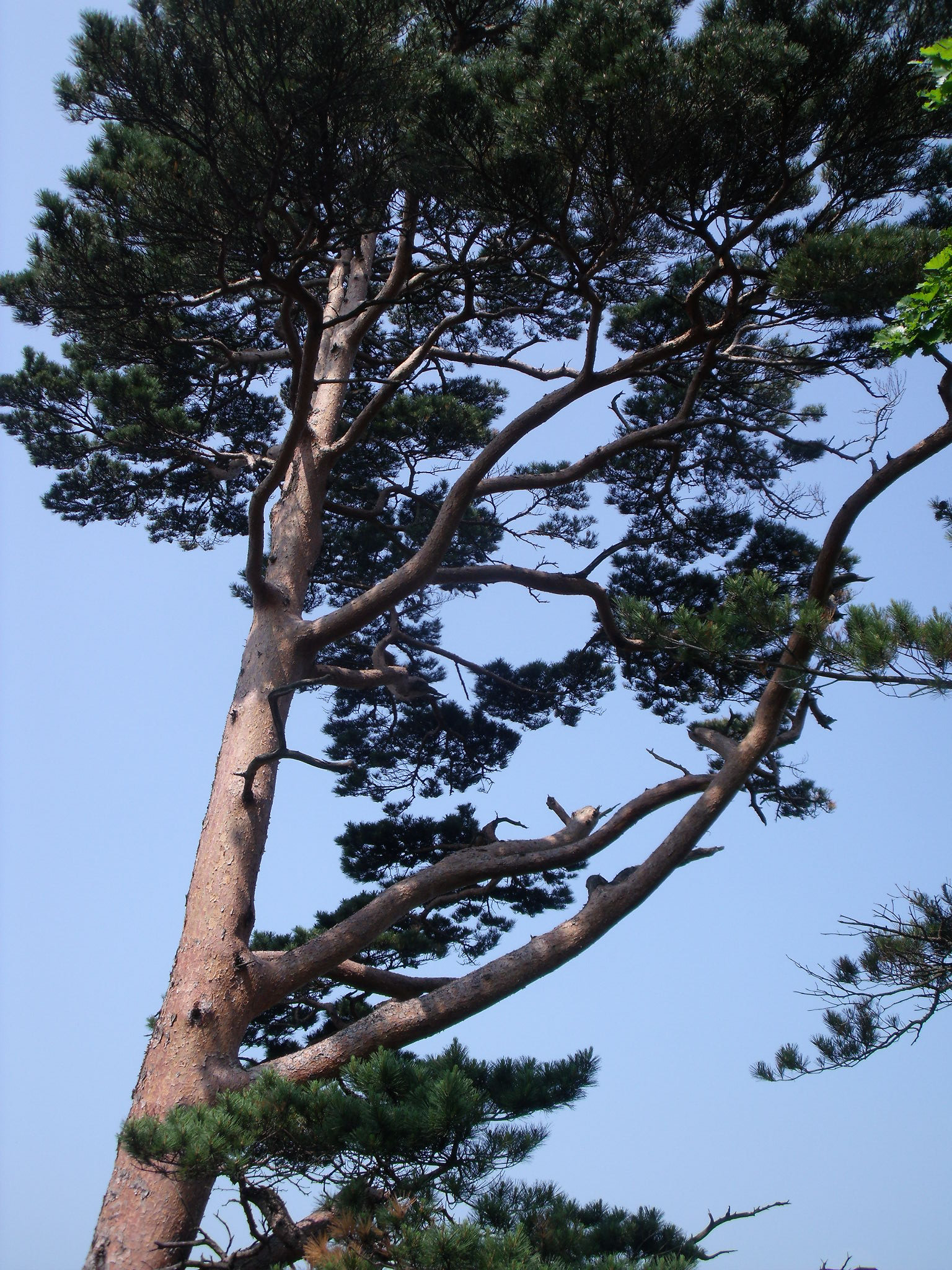 Fujifilm FinePix J110W sample photo. A pine tree on the ridge photography