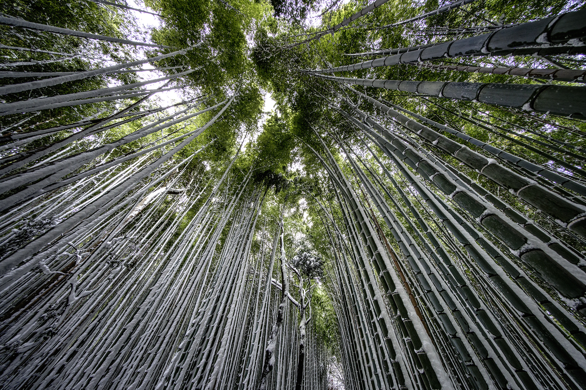 Sony a7R II + Voigtlander HELIAR-HYPER WIDE 10mm F5.6 sample photo. Bamboo in the snow photography