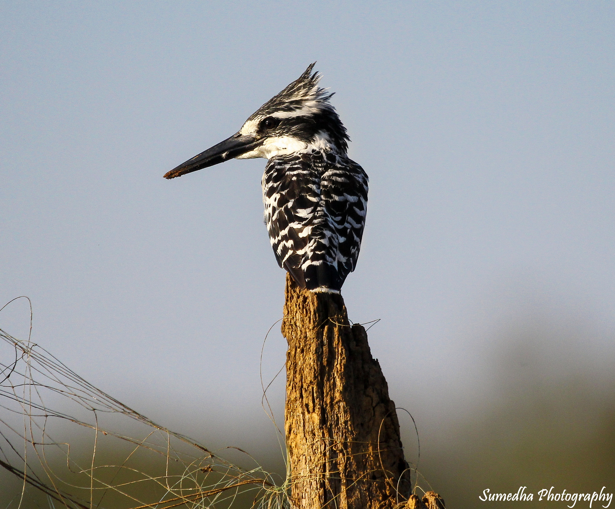 Canon EF 100-400mm F4.5-5.6L IS USM sample photo. Pied kingfisher photography