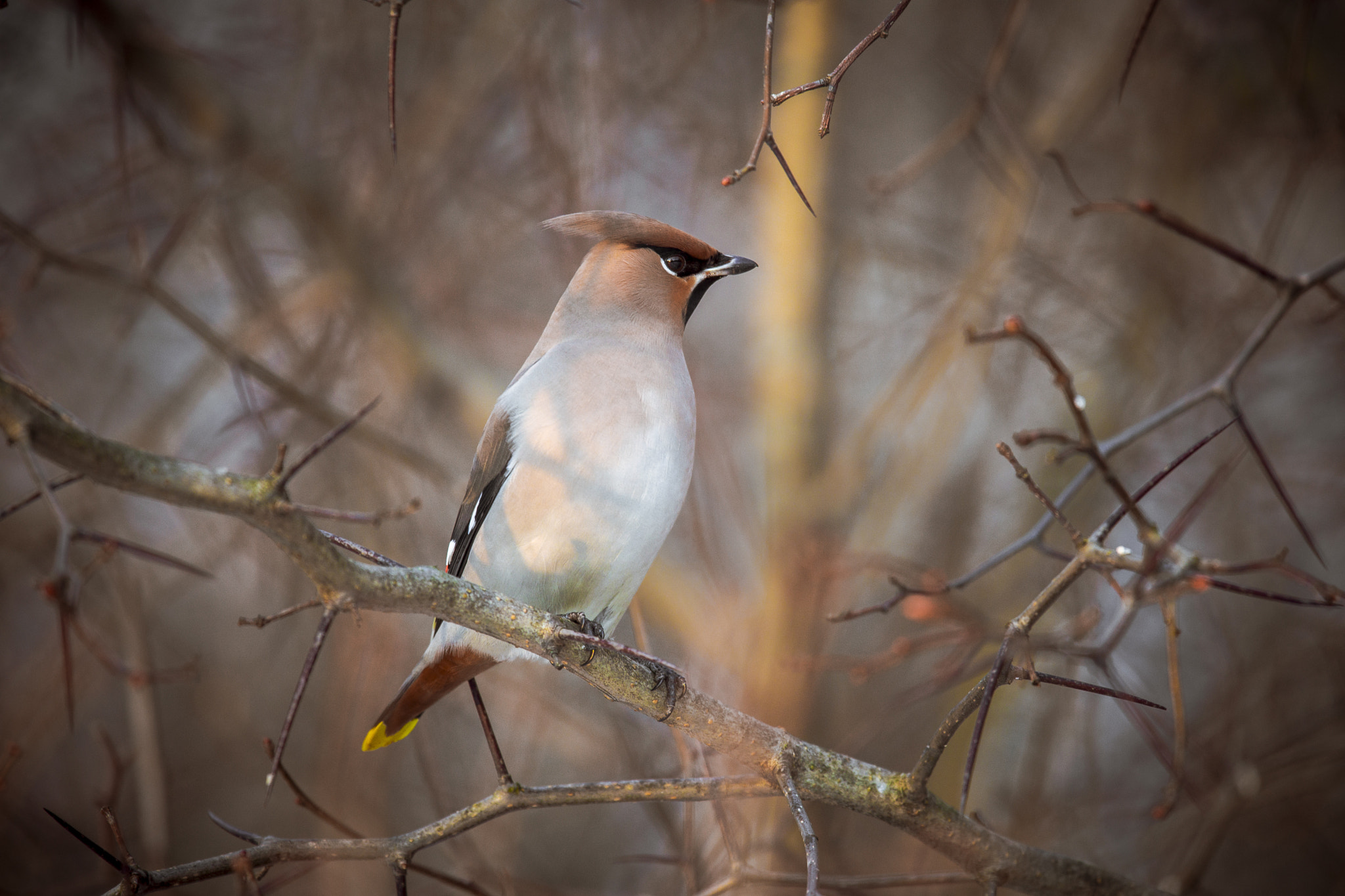 Nikon Nikkor AF-S 300mm F4E PF ED VR sample photo. Bohemian waxwing photography