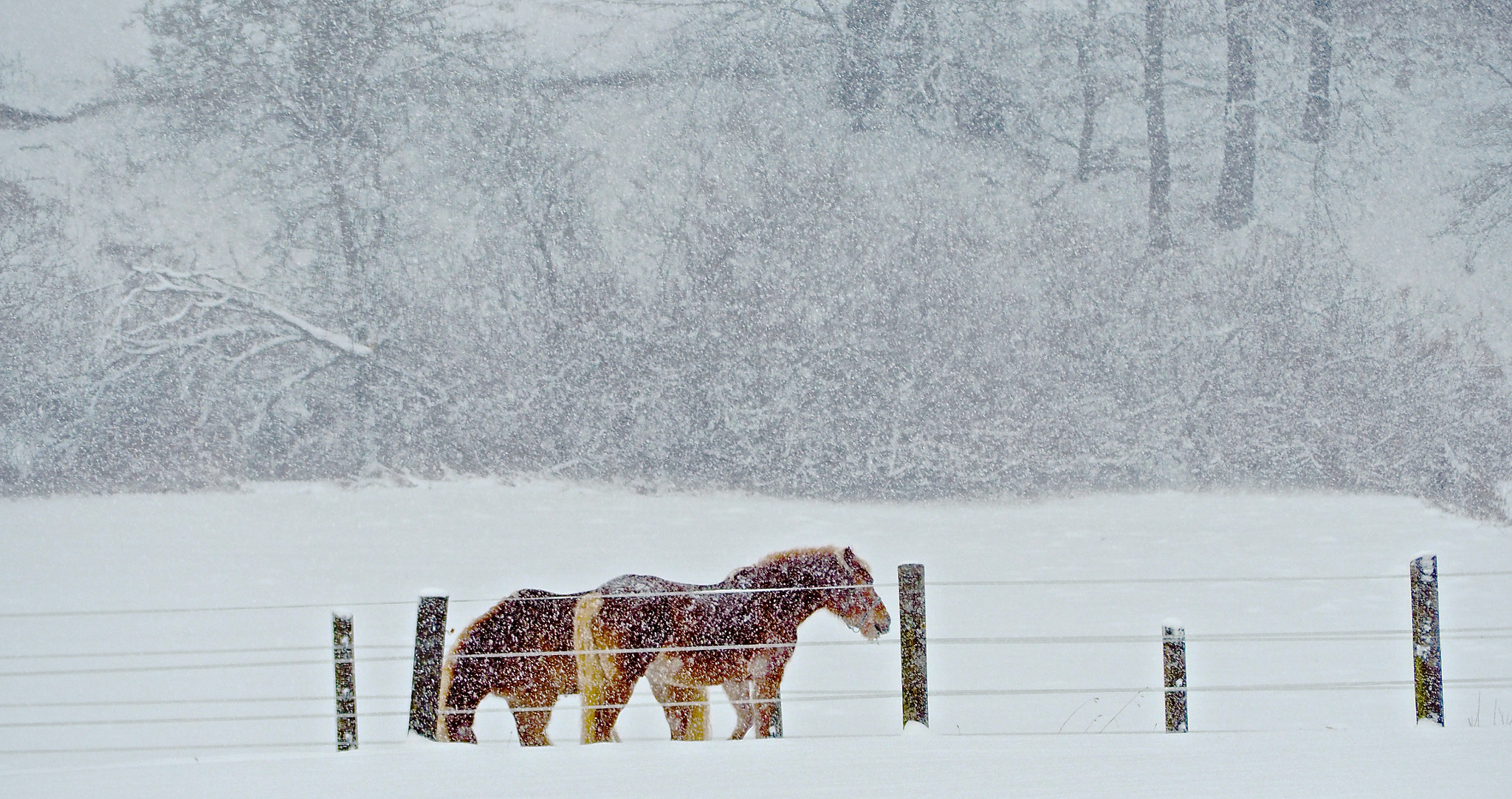 Olympus OM-D E-M5 II sample photo. Winter pony's photography