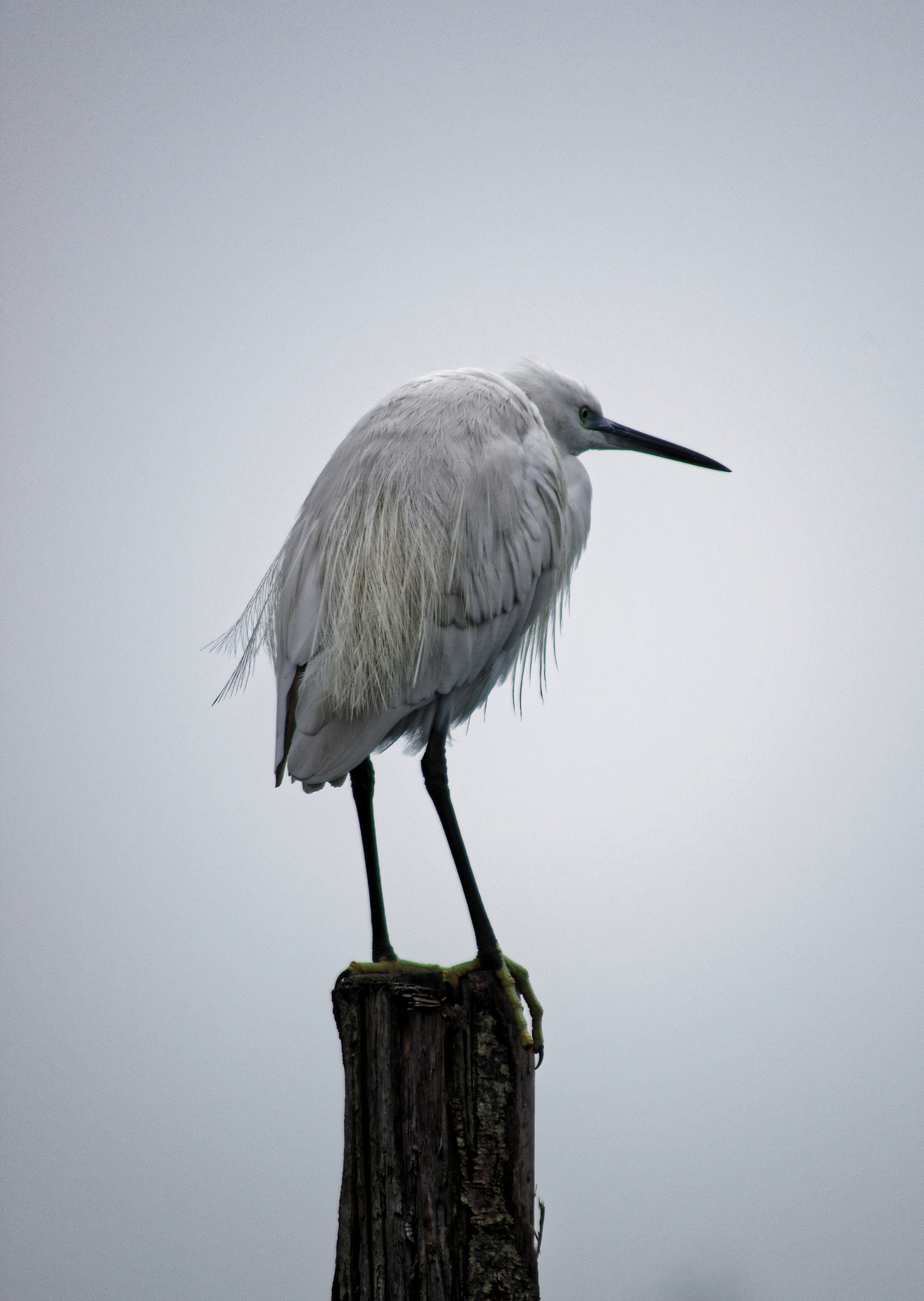 Pentax K-3 + smc PENTAX-FA J 75-300mm F4.5-5.8 AL sample photo. Egretta garzetta photography