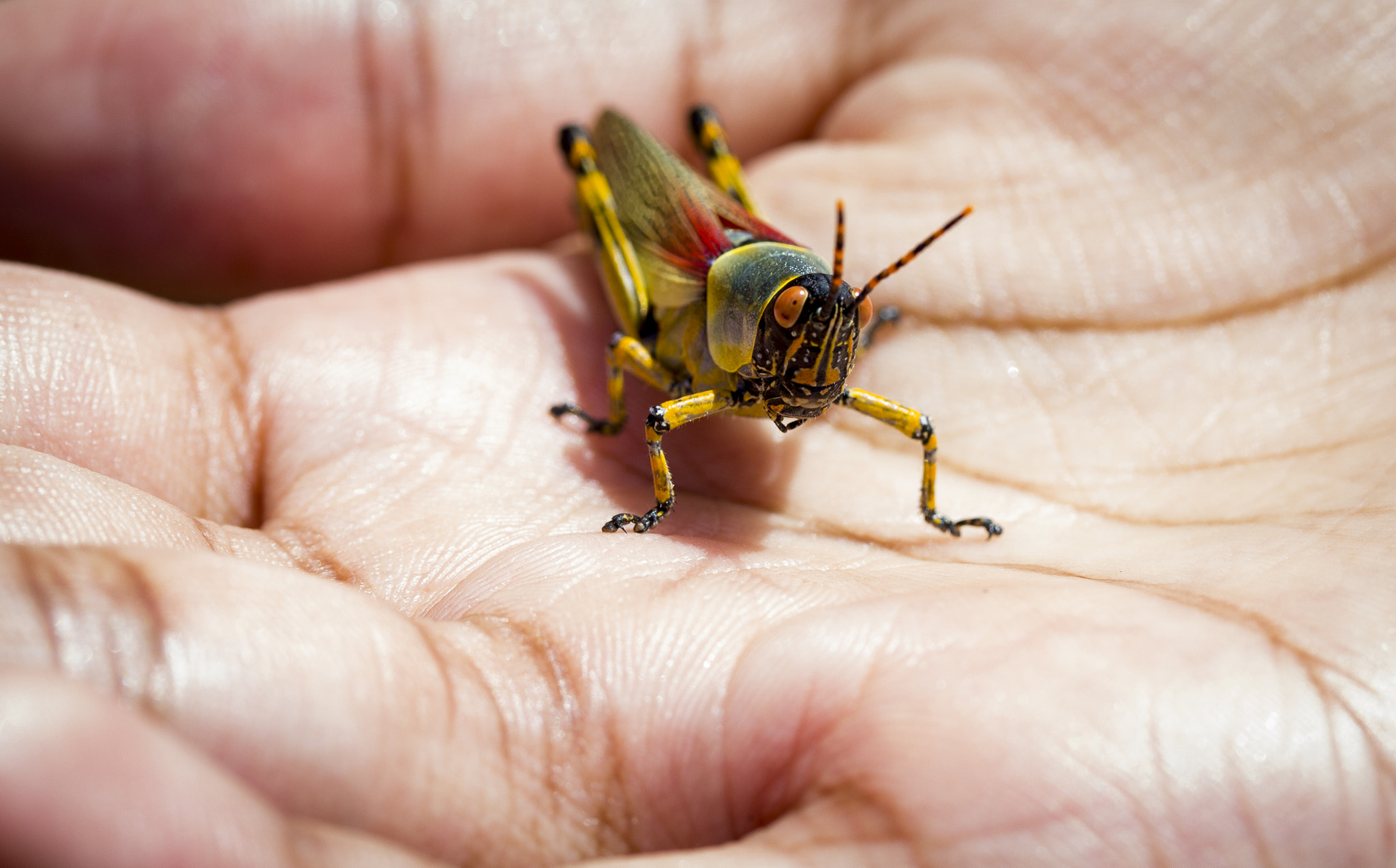 Canon EF-S 60mm F2.8 Macro USM sample photo. Nature in the palm of my hands photography