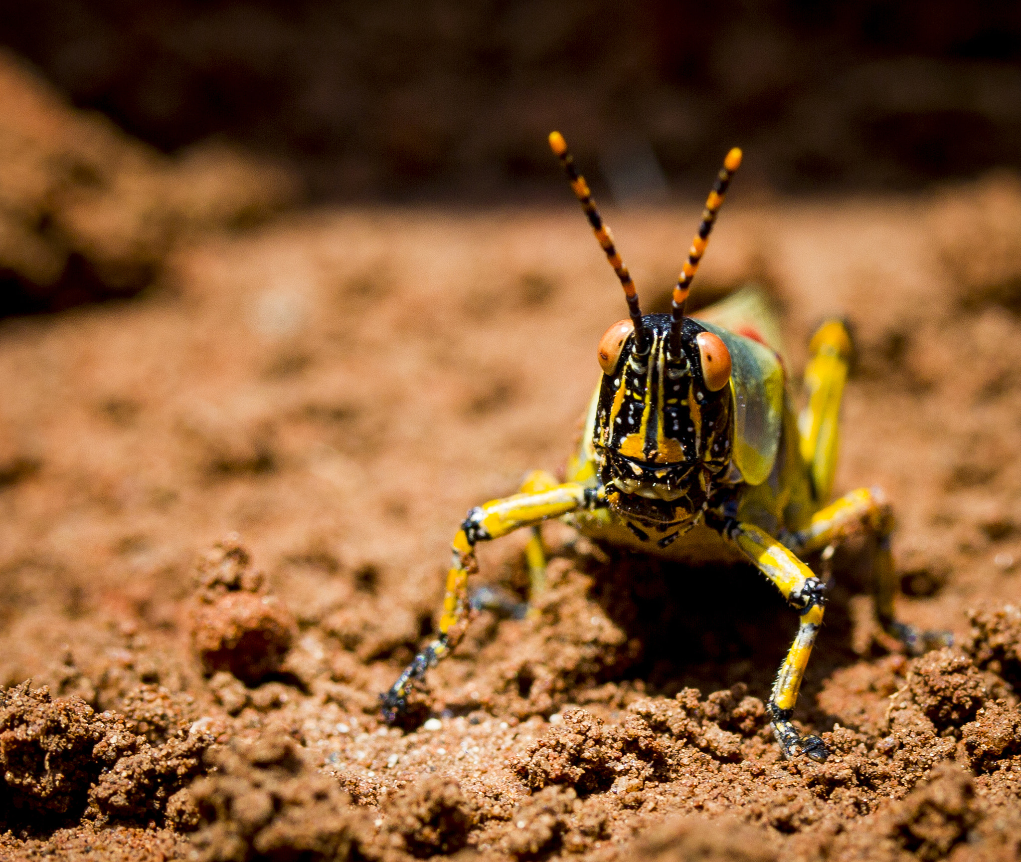 Canon EF-S 60mm F2.8 Macro USM sample photo. Nature in the palm of my hands photography