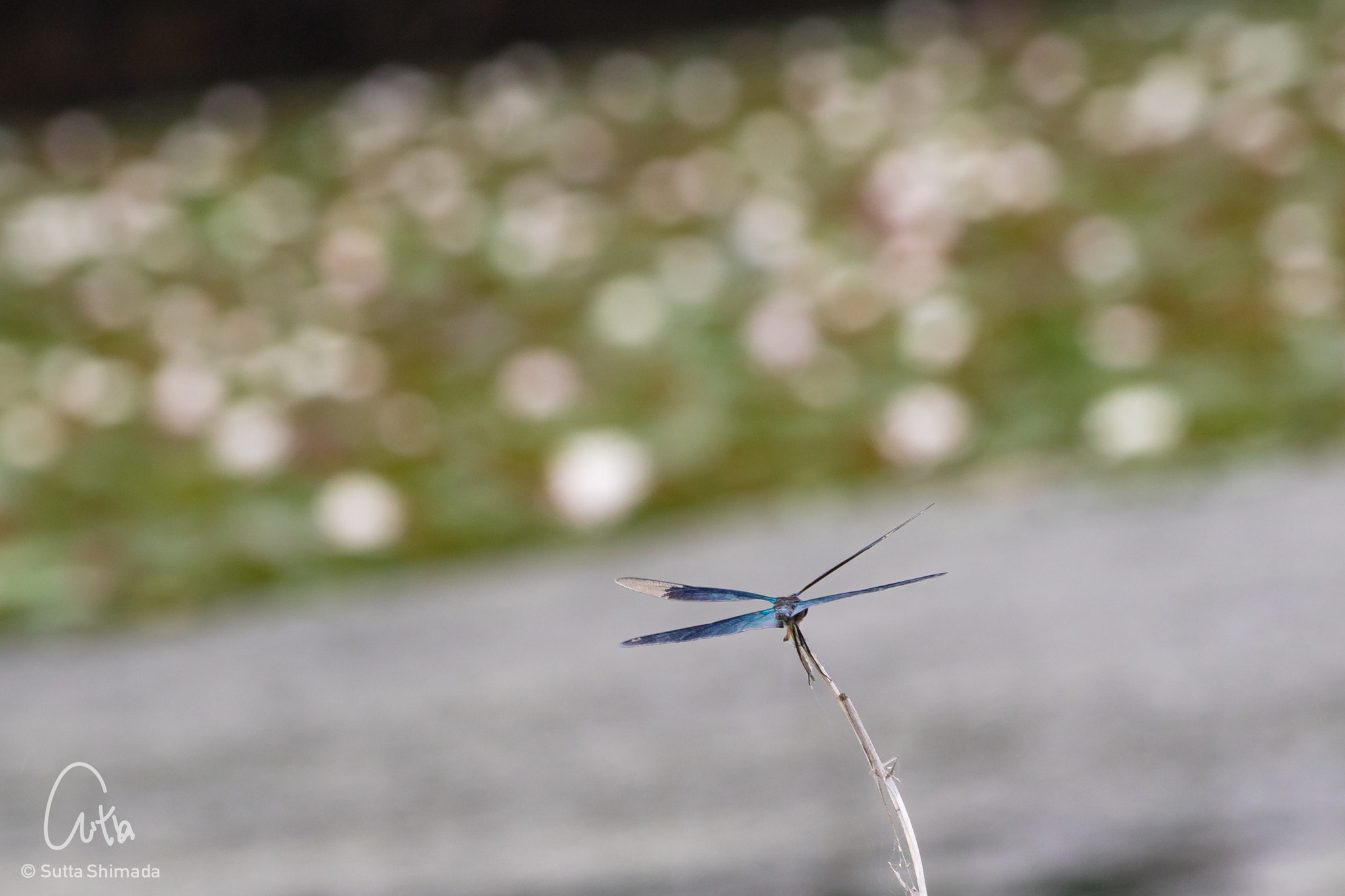 Canon EOS M3 + Sigma 50-200mm F4-5.6 DC OS HSM sample photo. Dragonfly photography