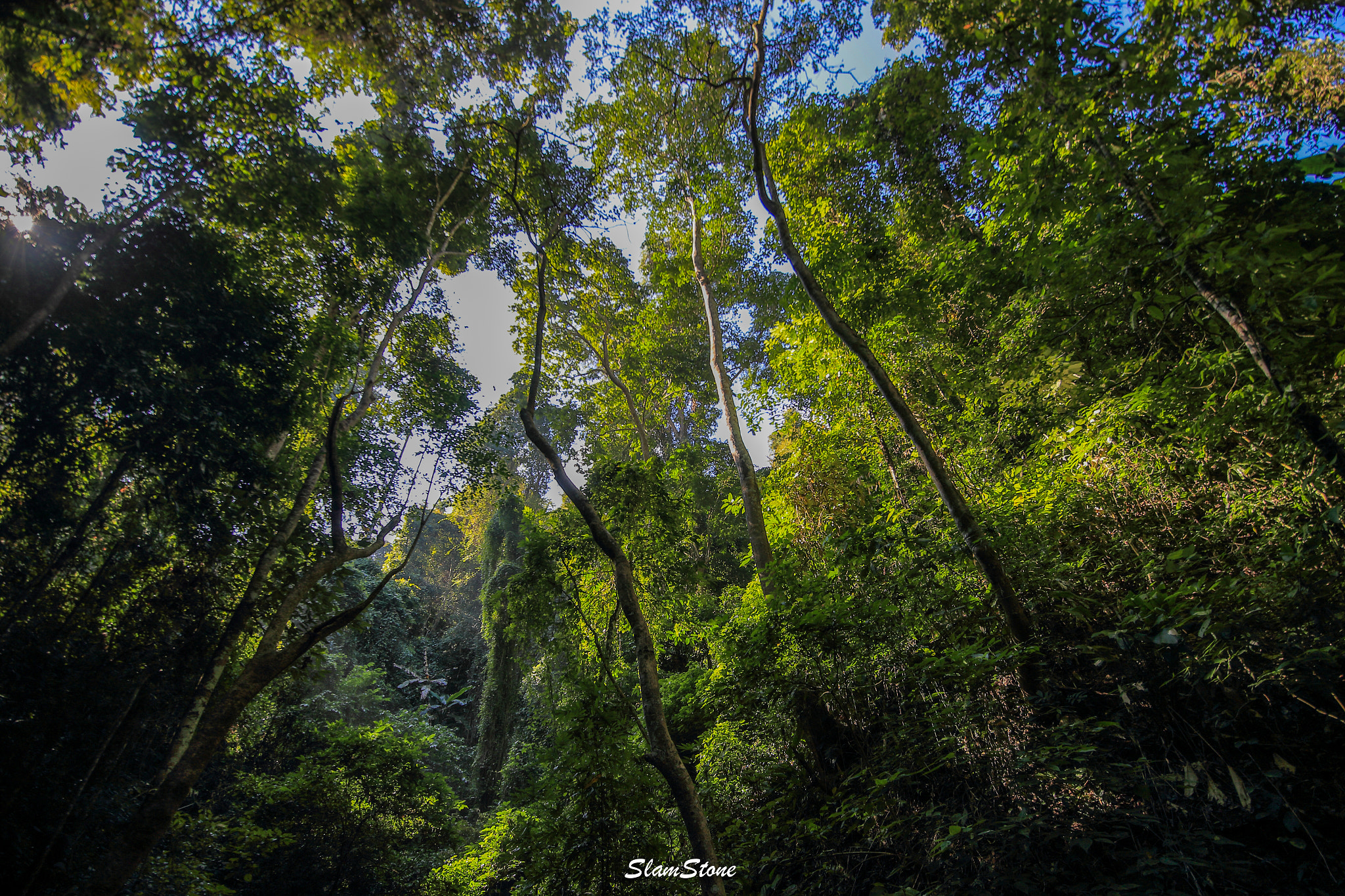 Canon EF 300mm f/2.8L sample photo. Forest photography