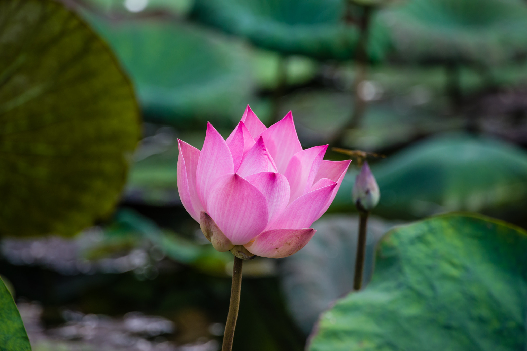Pentax K-70 sample photo. Lotus photography