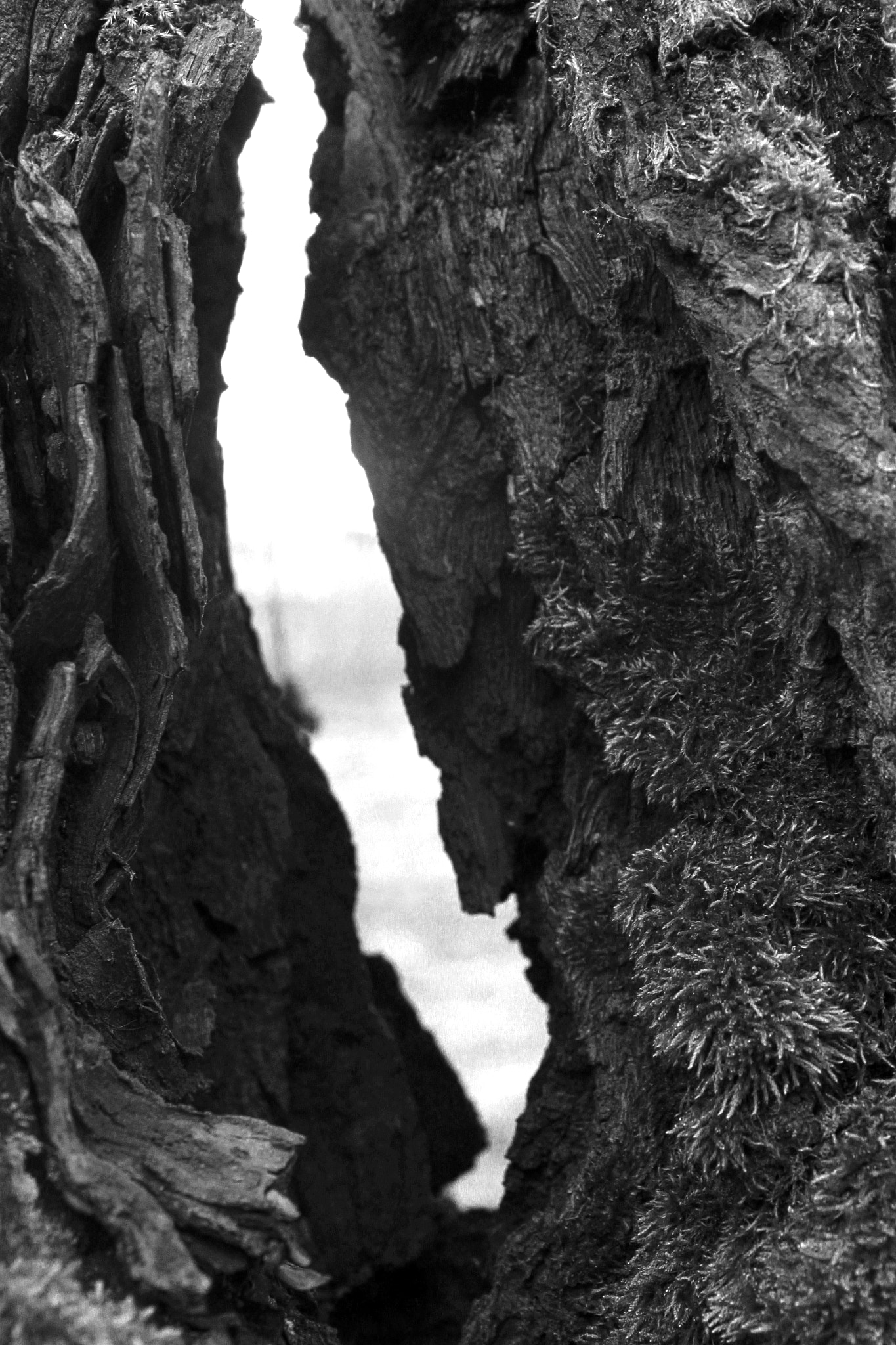 Sigma 17-70mm F2.8-4 DC Macro OS HSM sample photo. Deeper photography