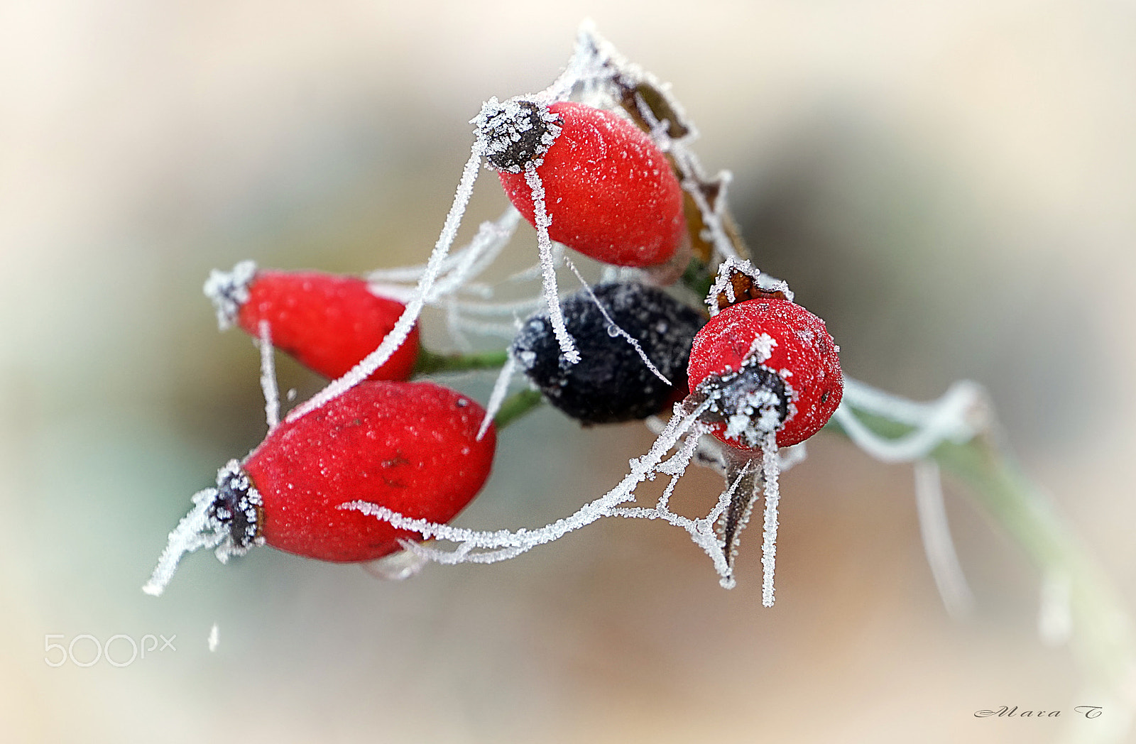 Sony E 18-200mm F3.5-6.3 OSS sample photo. Rosehips photography