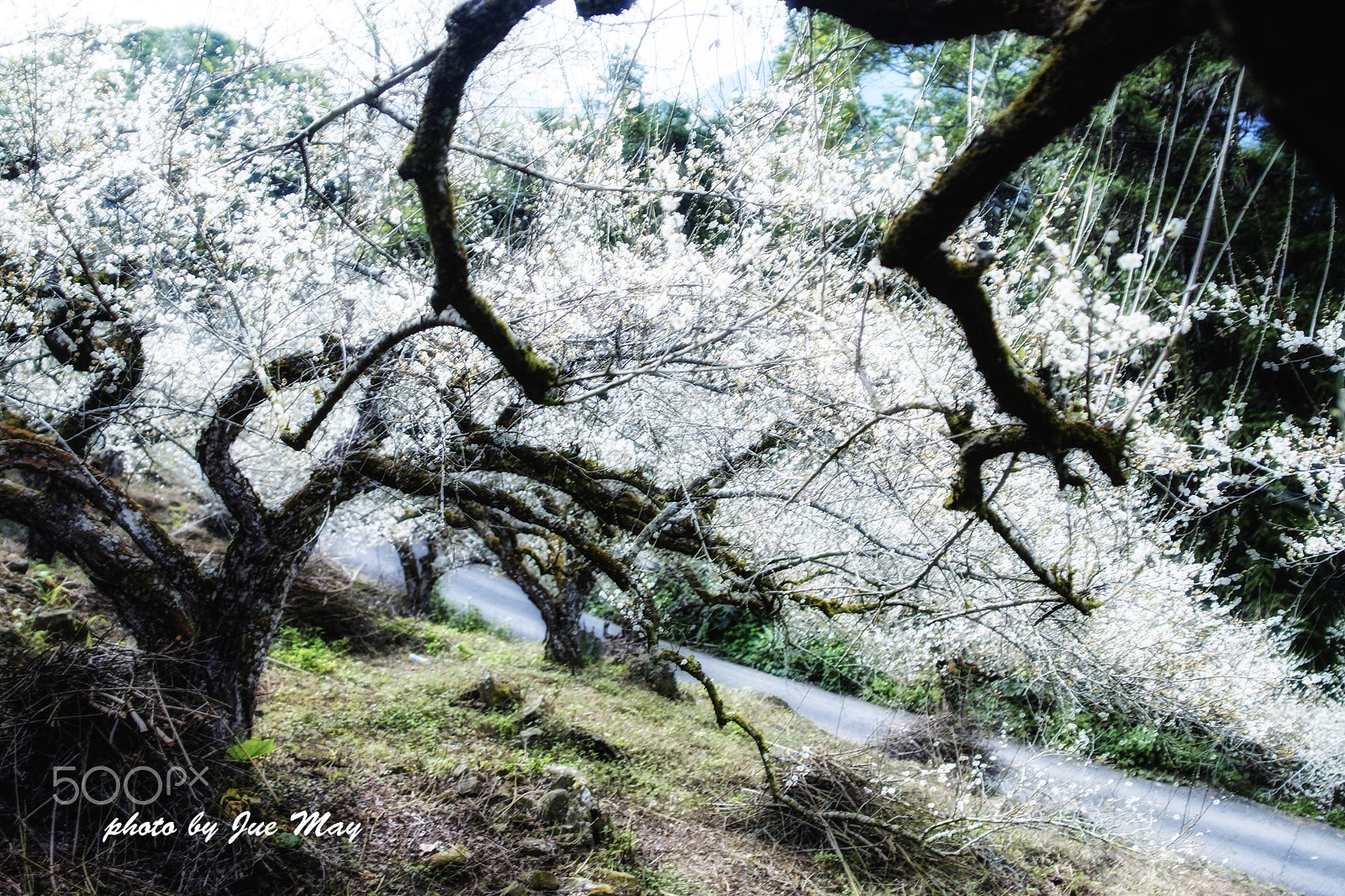 Sony SLT-A77 sample photo. 老梅愈冷愈開花傲骨依然挺立寒冬中 photography