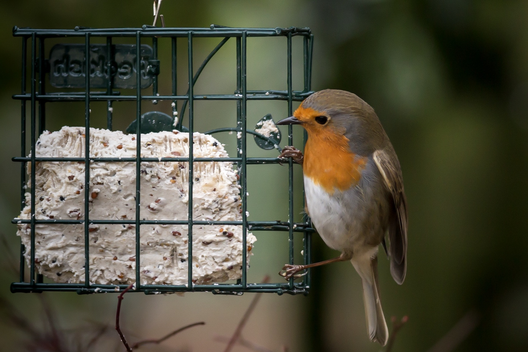 Canon EOS 70D + Canon EF 400mm F5.6L USM sample photo. Hungry robin photography