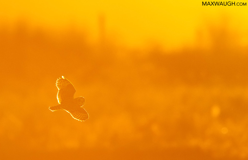 Canon EOS-1D X sample photo. Short-eared owl photography