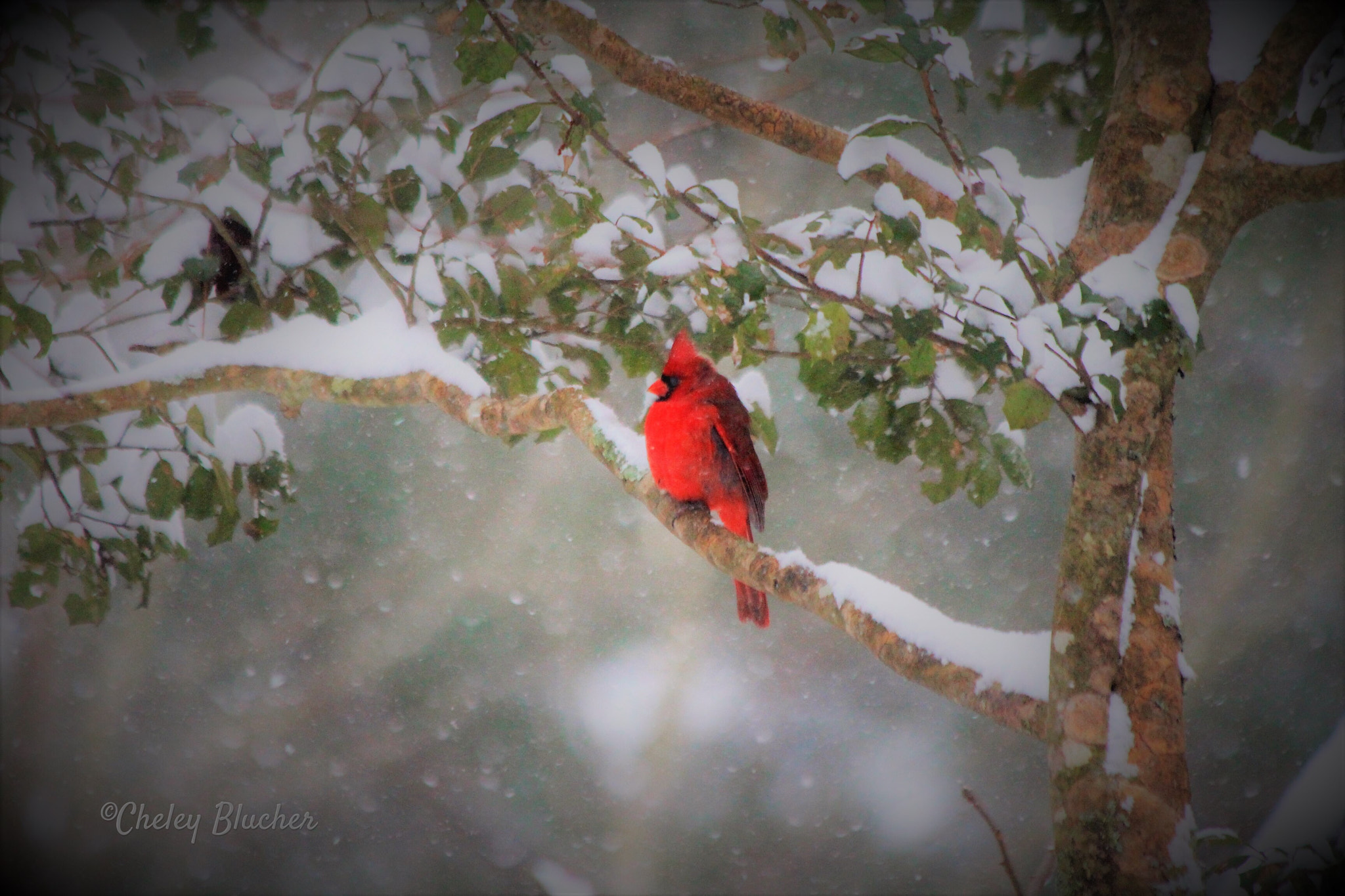 Canon EOS 650D (EOS Rebel T4i / EOS Kiss X6i) sample photo. Snow sitting! photography