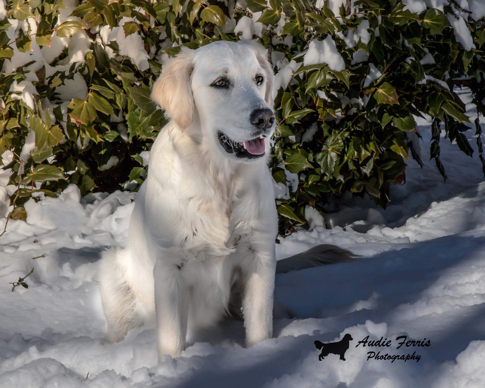 Sigma 24-70mm F2.8 EX DG Macro sample photo. Snow golden photography