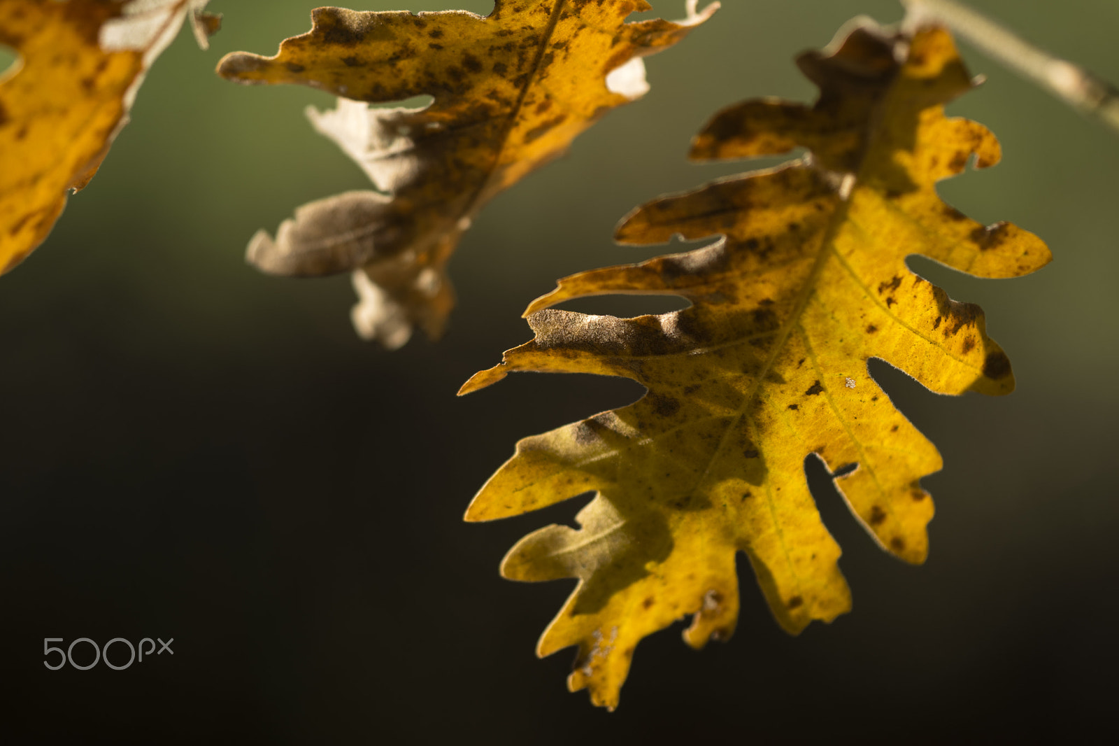 Nikon D3300 + Sigma 150mm F2.8 EX DG Macro HSM sample photo. Autumn's breeze photography