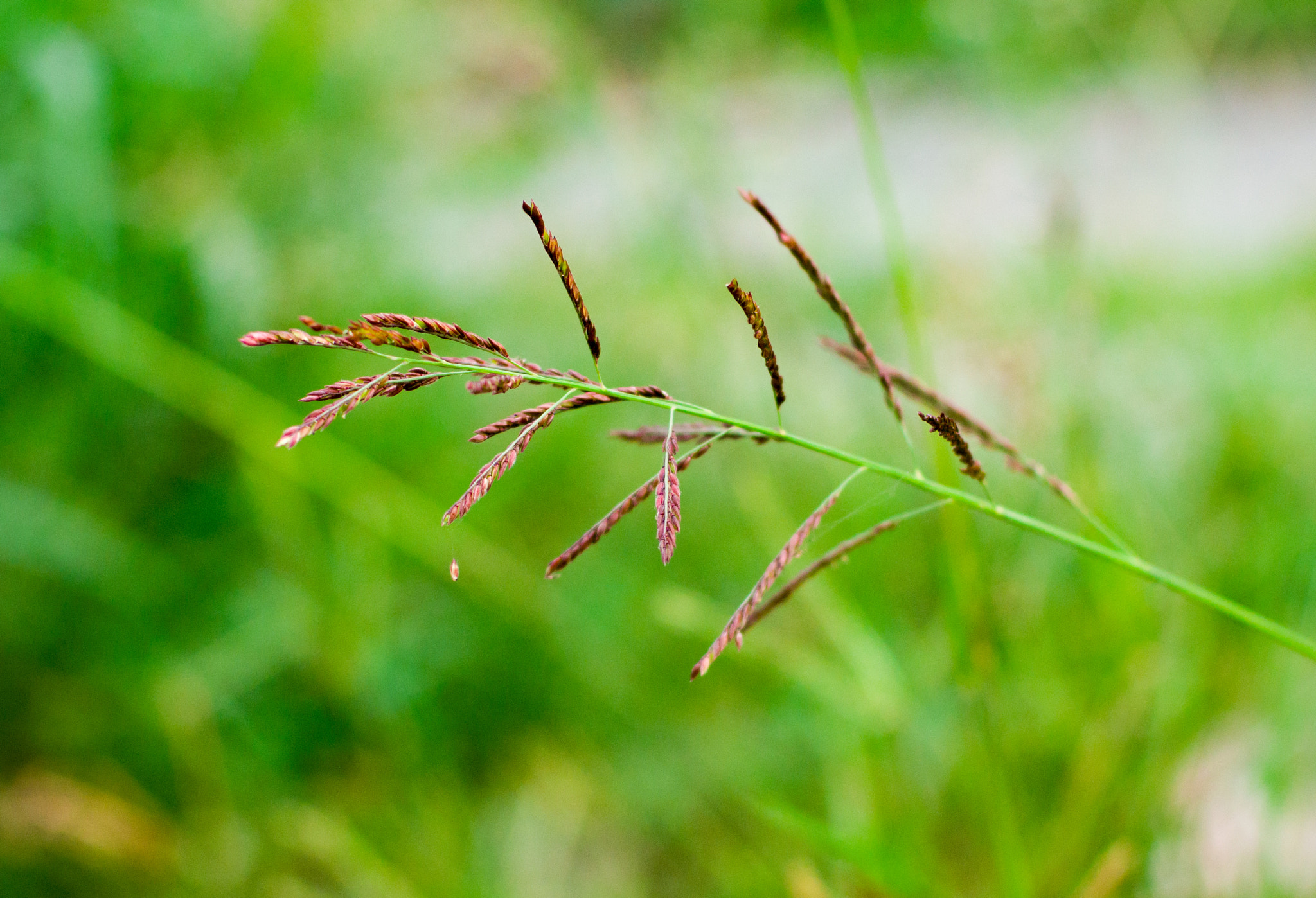 Pentax K-70 sample photo. Flower photography