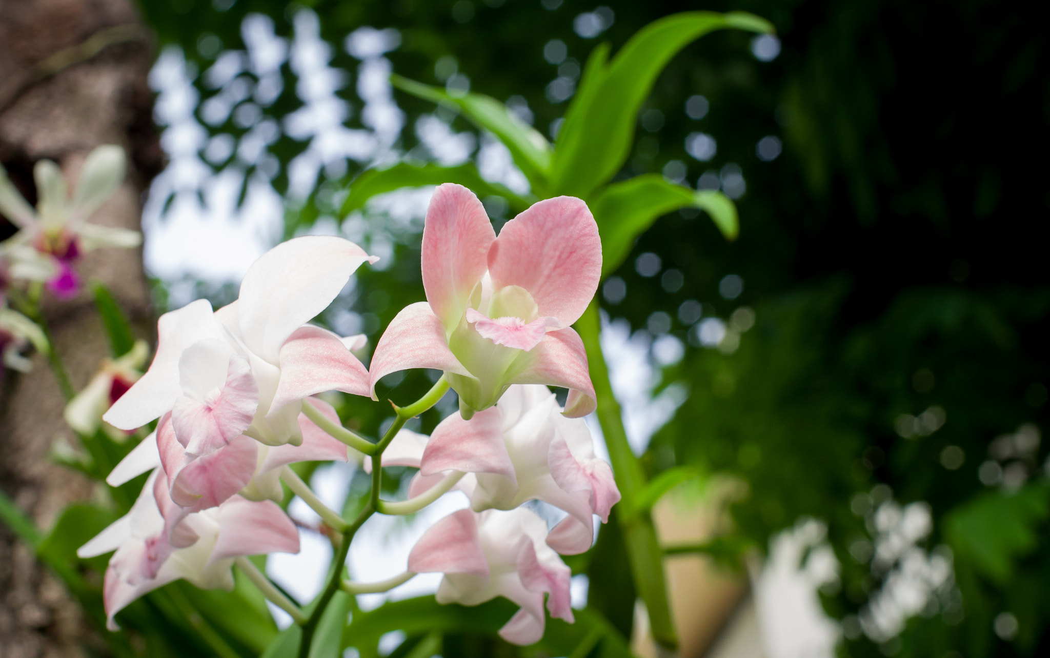 Pentax K-70 + Pentax smc FA 43mm F1.9 Limited sample photo. Orchid photography