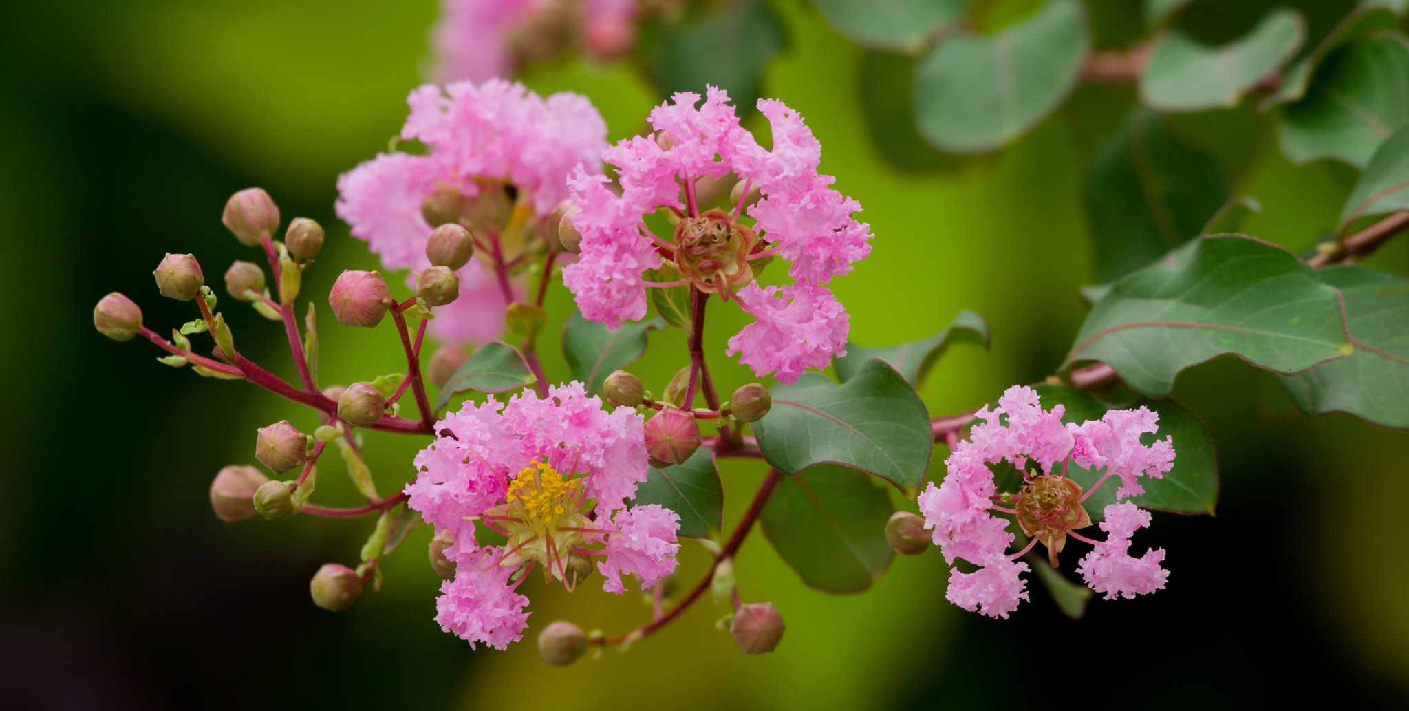 Pentax K-70 sample photo. Flower photography